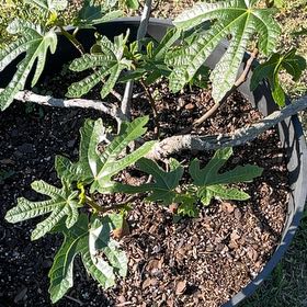 Photo of the plant species mission fig tree by @ChampLantana named Kylie on Greg, the plant care app