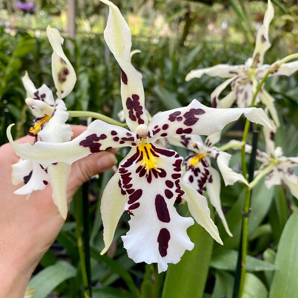 Photo of the plant species Beallara 'Snowblind Sweet Spots' by @ExecWhitecoral named Austen on Greg, the plant care app