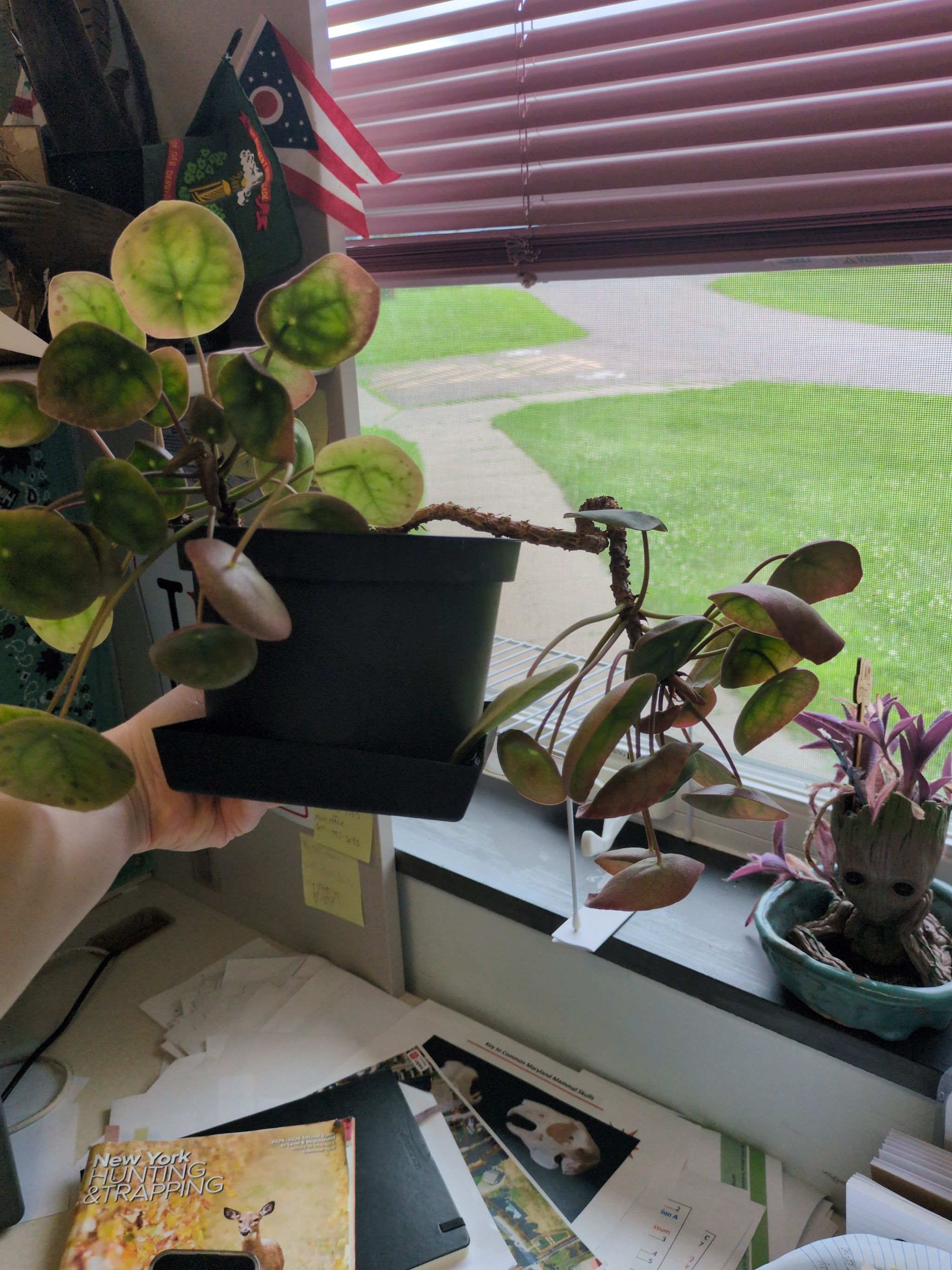Photo from the post