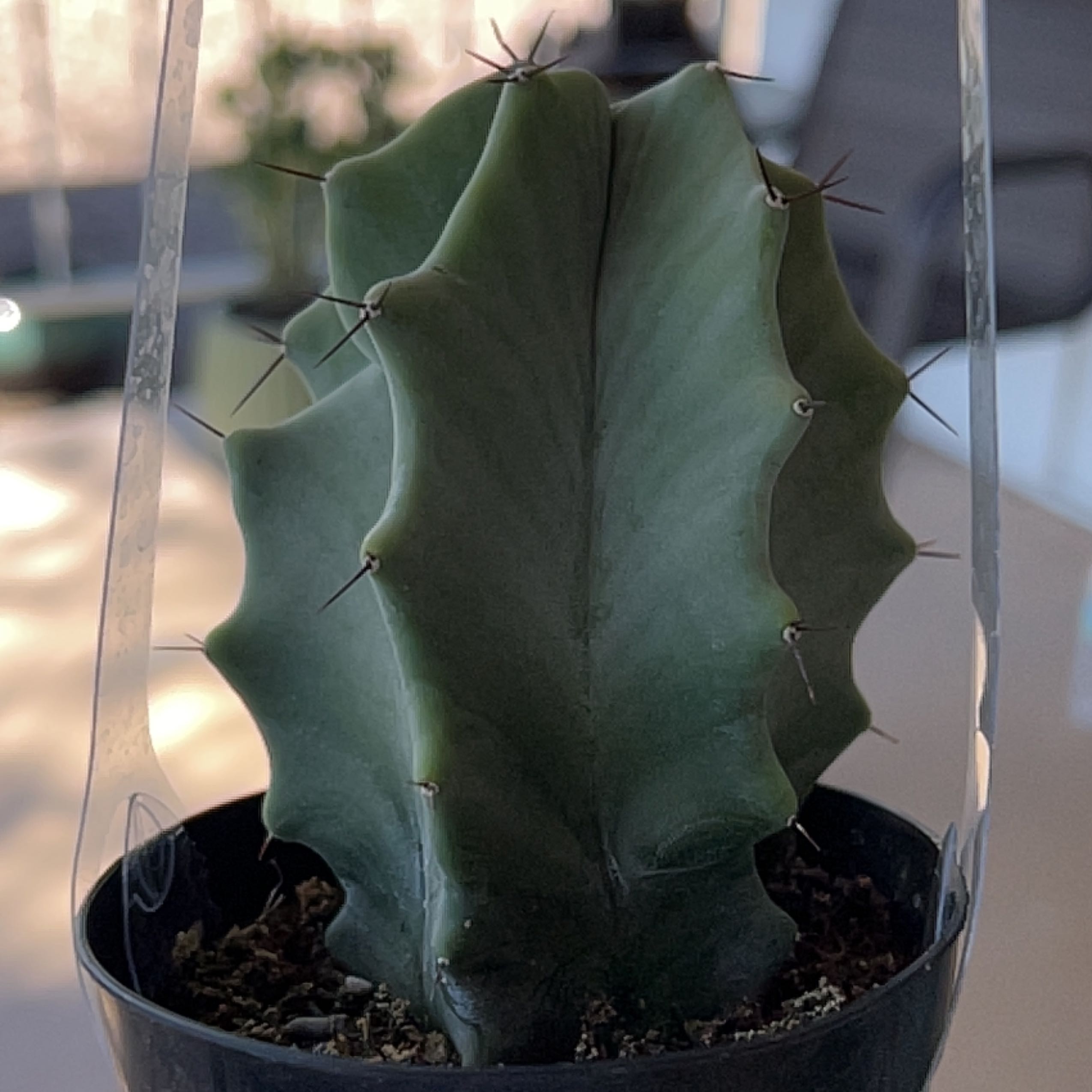 Gray Ghost Organ Pipe cactus in a small pot, healthy and well-focused.