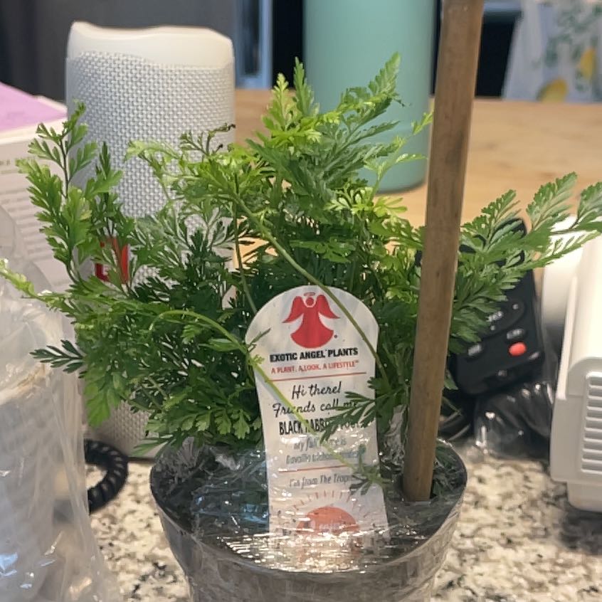 Photo of the plant species Black Rabbit's Foot by @YardOrangelily named Diana on Greg, the plant care app
