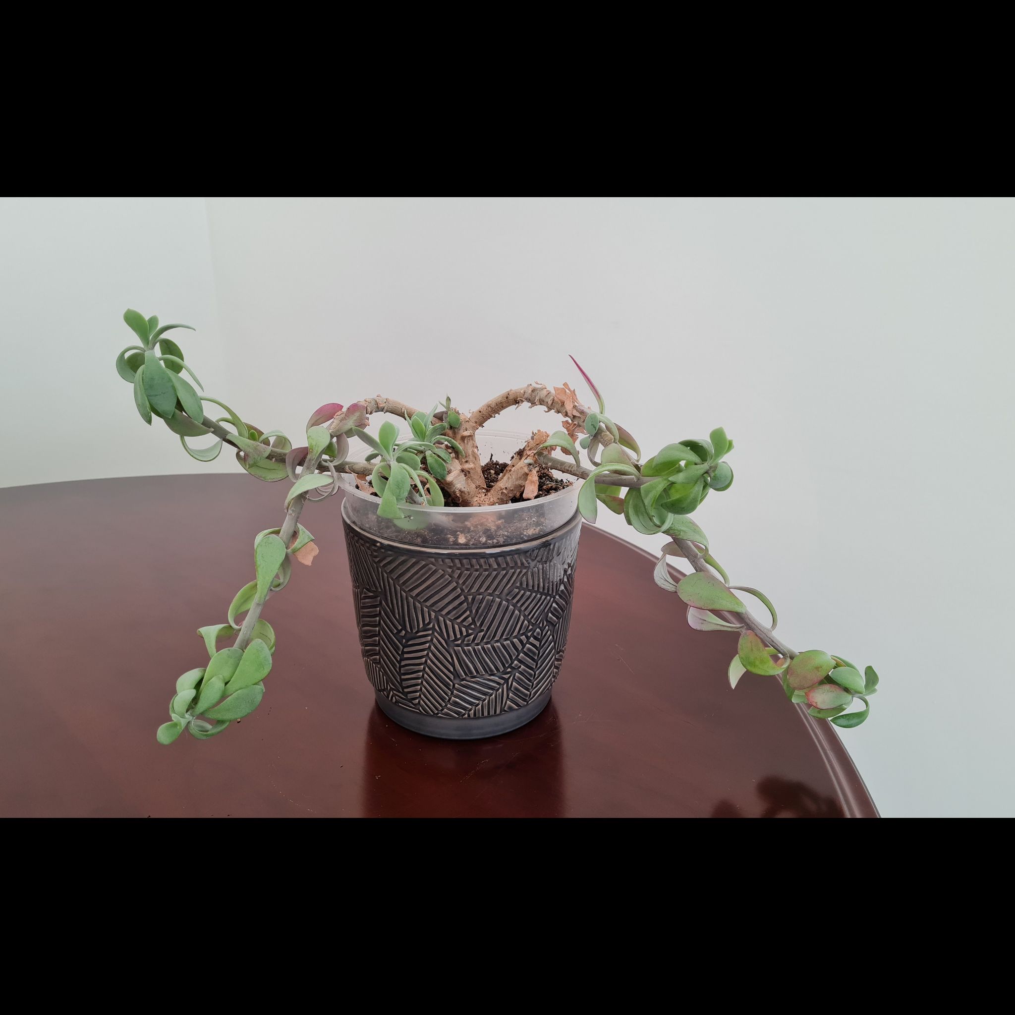 Photo of the plant species Red Dwarf Aster by @FearlessWaxivy named Marley on Greg, the plant care app