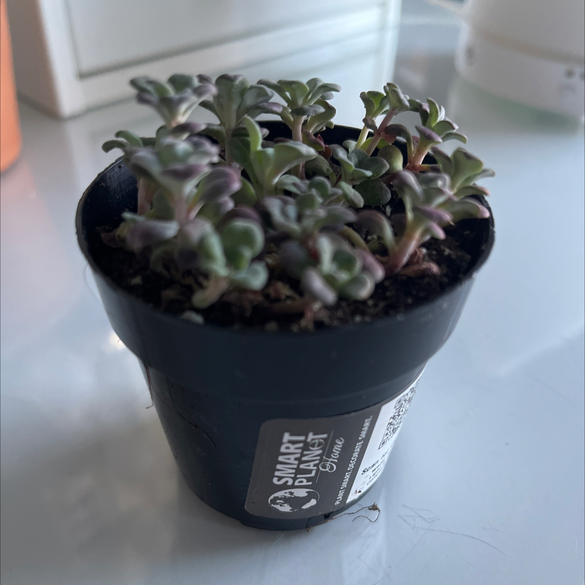 Photo of the plant species Sedum spathulifolium 'Carnea' by @WhizCrimeanpine named Courtney Pots on Greg, the plant care app