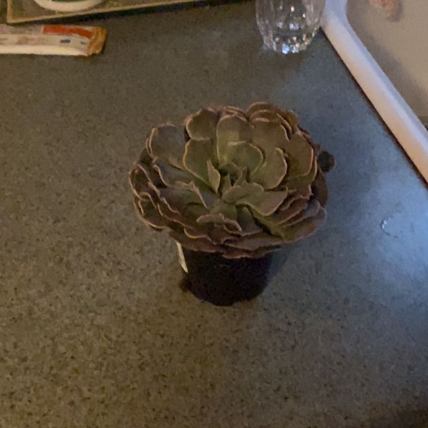 Photo of the plant species Echeveria 'Fleur Blanc' by @ActiveChangunga named Baesil on Greg, the plant care app
