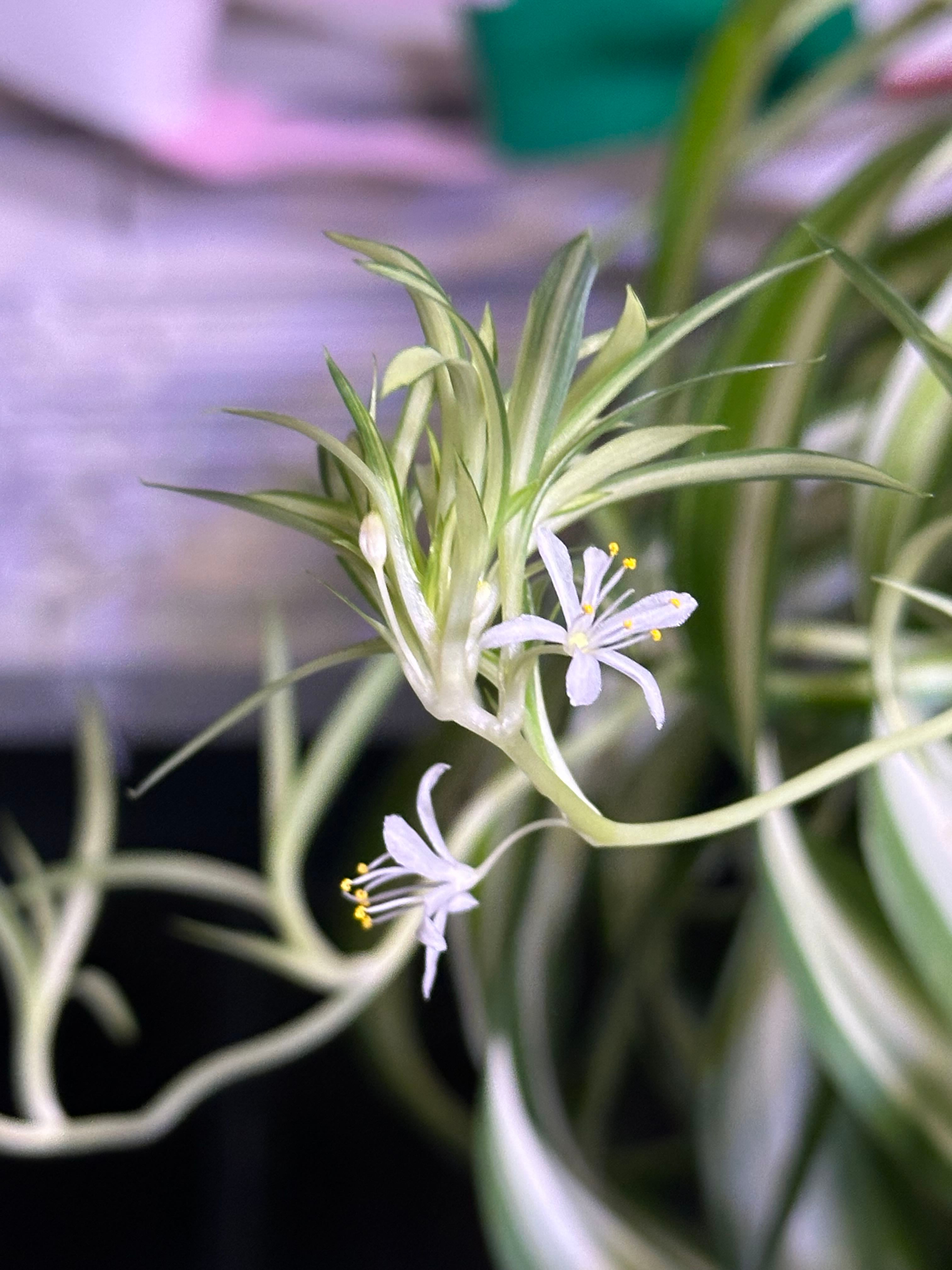 9 Facts About Green Spider Plant Lifecycle 🕷️, image size:1000x1000