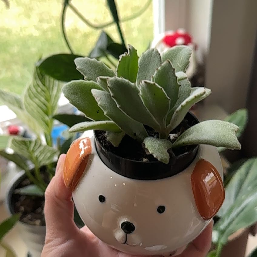 Photo of the plant species Kalanchoe 'Behartii' by @ariisoka named James Dean on Greg, the plant care app