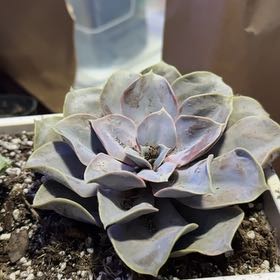 Photo of the plant species Echeveria 'Autumn Flame' by @LargeDamiana named Fernie Saunders on Greg, the plant care app