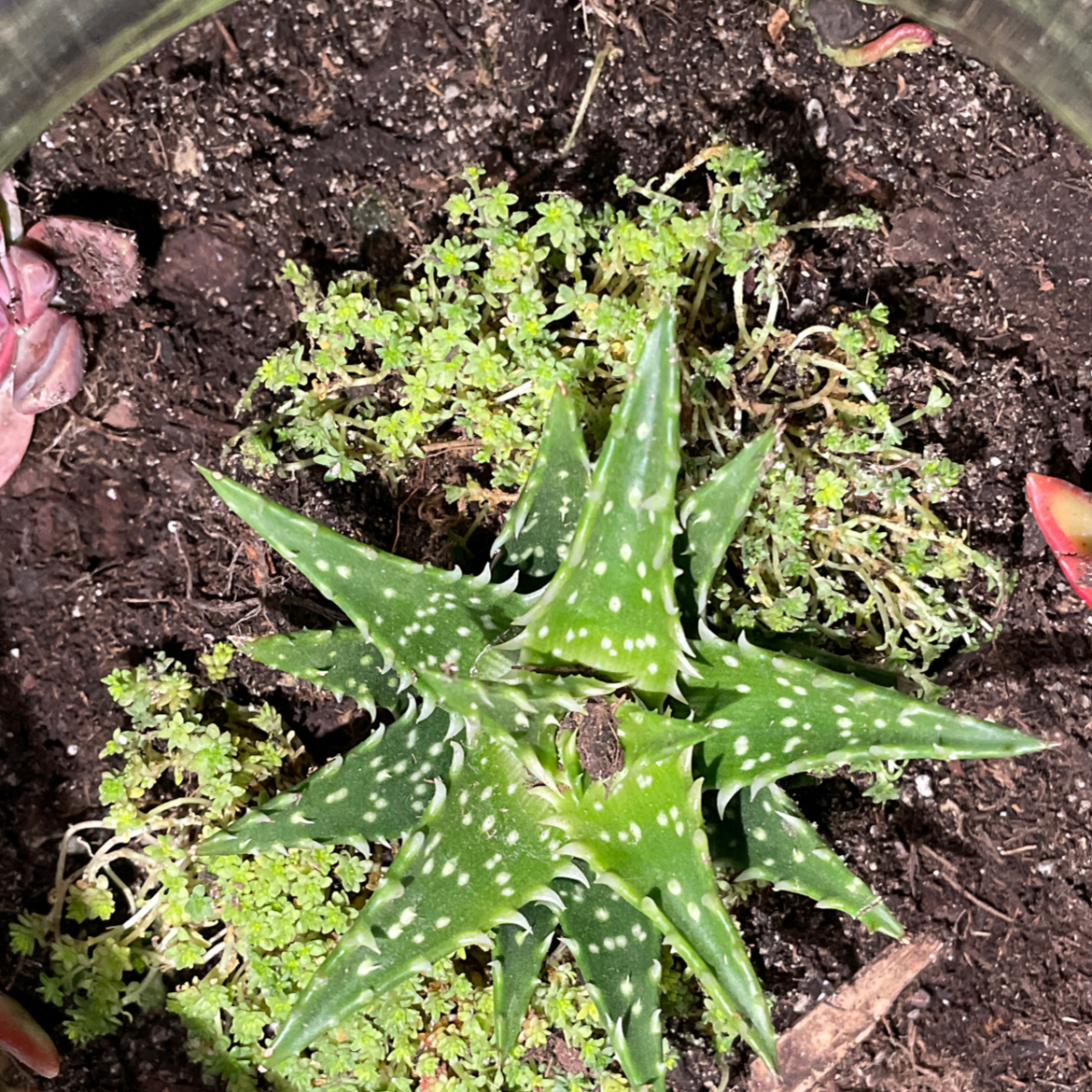A healthy Aloe 'Minnie Belle' plant with vibrant green leaves and white spots, well-centered in the image.