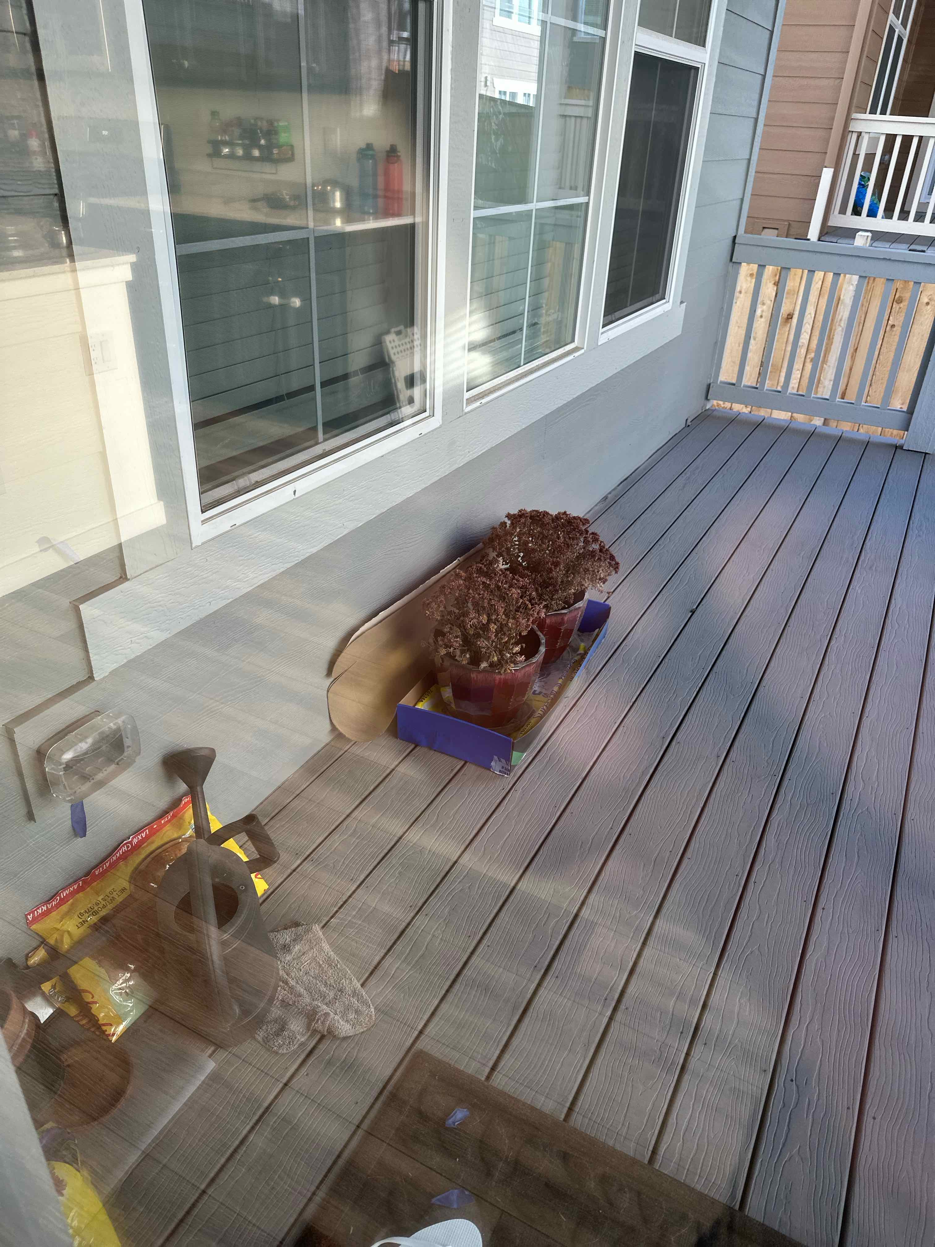 Two potted plants on a wooden deck, possibly New England Asters, with visible soil.