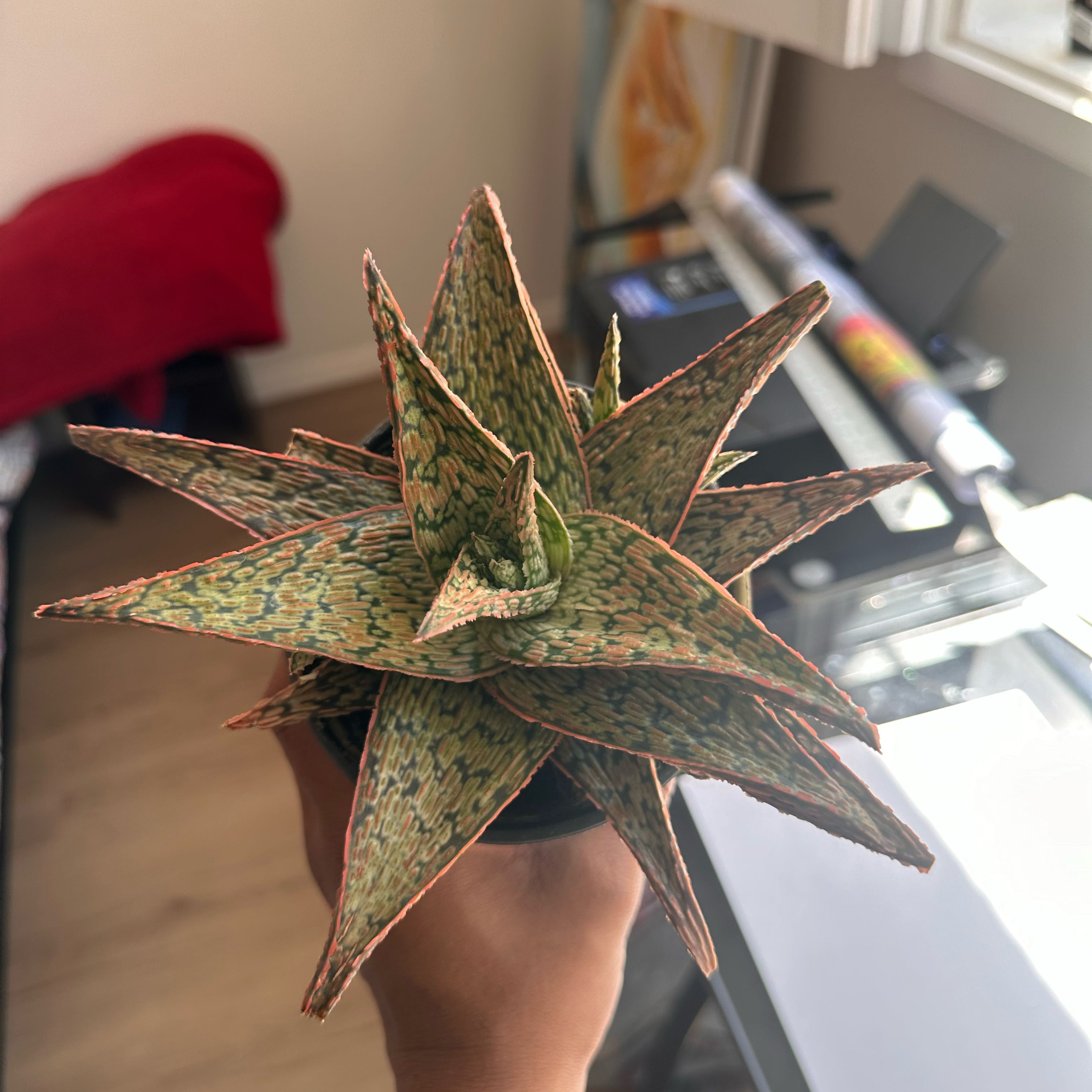 Photo of the plant species Carmine Aloe by @WorldclassRose named Carmen on Greg, the plant care app