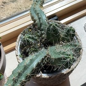 Photo of the plant species Banana Cactus by @TrueblueBetel named Fernie Saunders on Greg, the plant care app