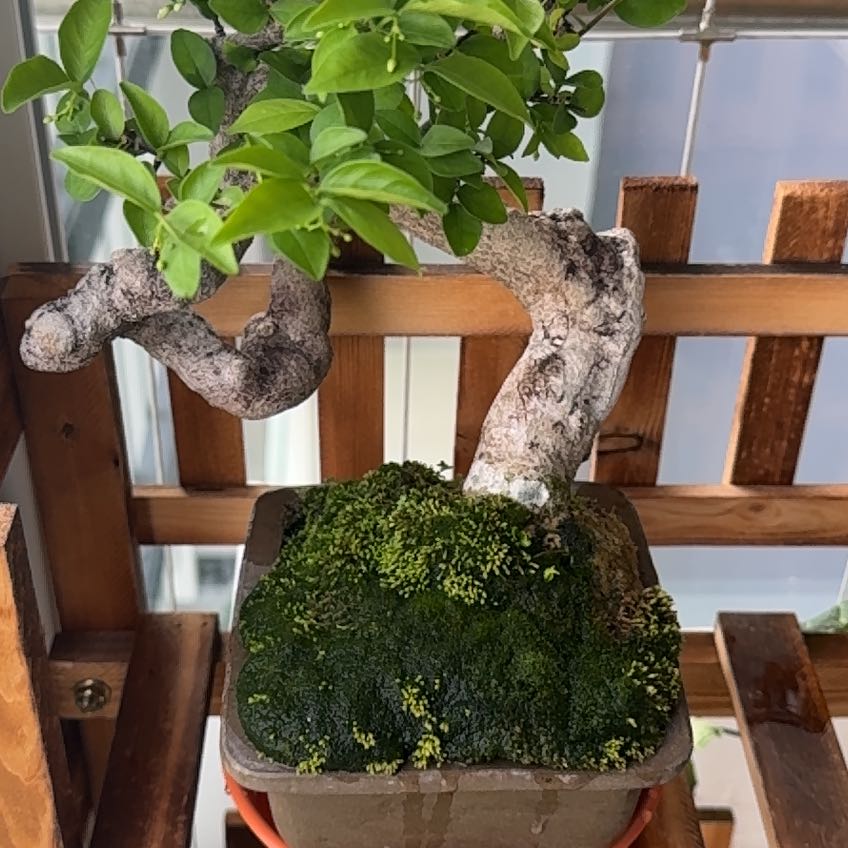 Photo of the plant species Water Jasmine by @ClearBrandegea named A-Mei on Greg, the plant care app