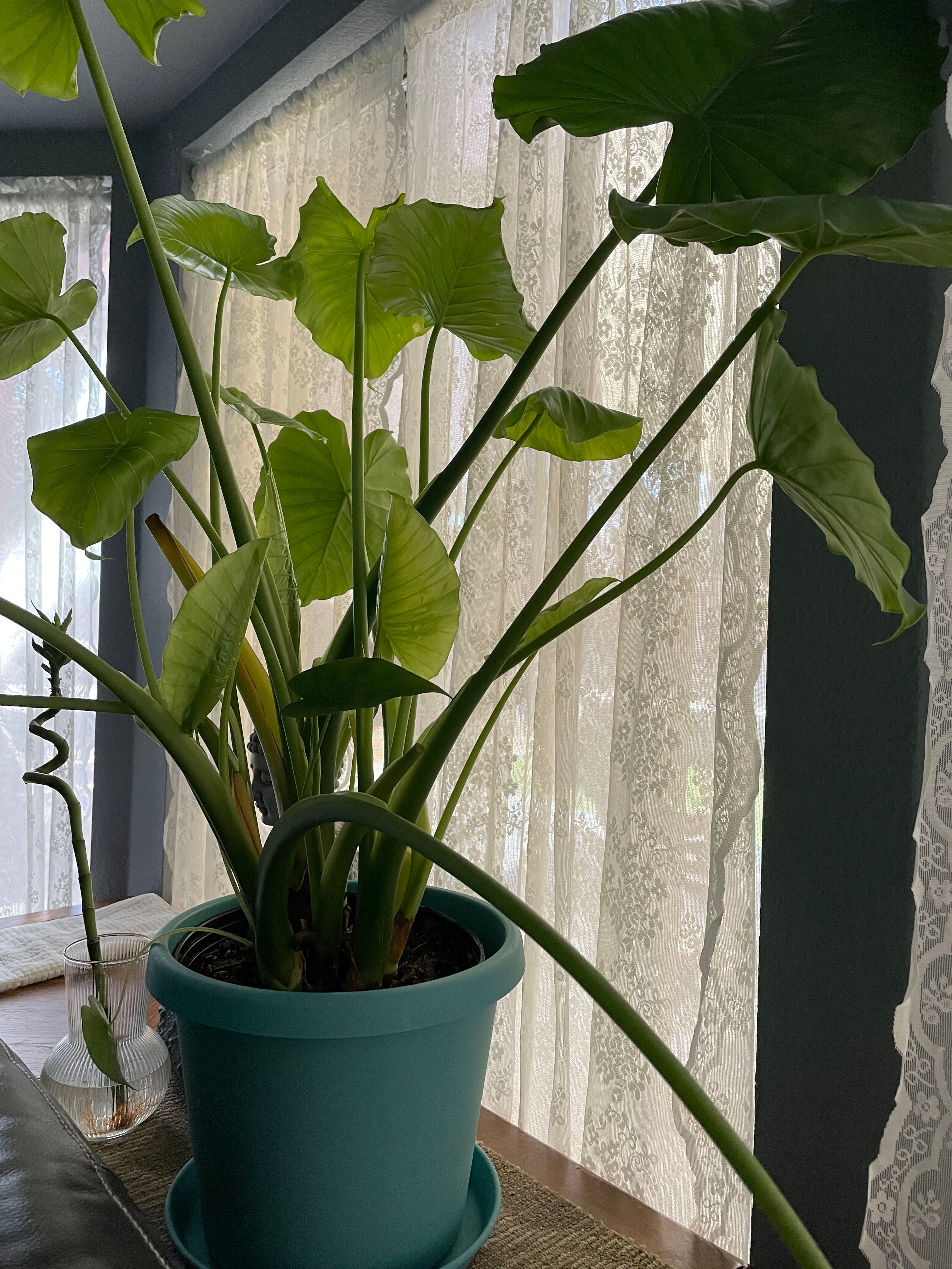 ⭐ What to Do About Black Spots on Your Starry Night Colocasia