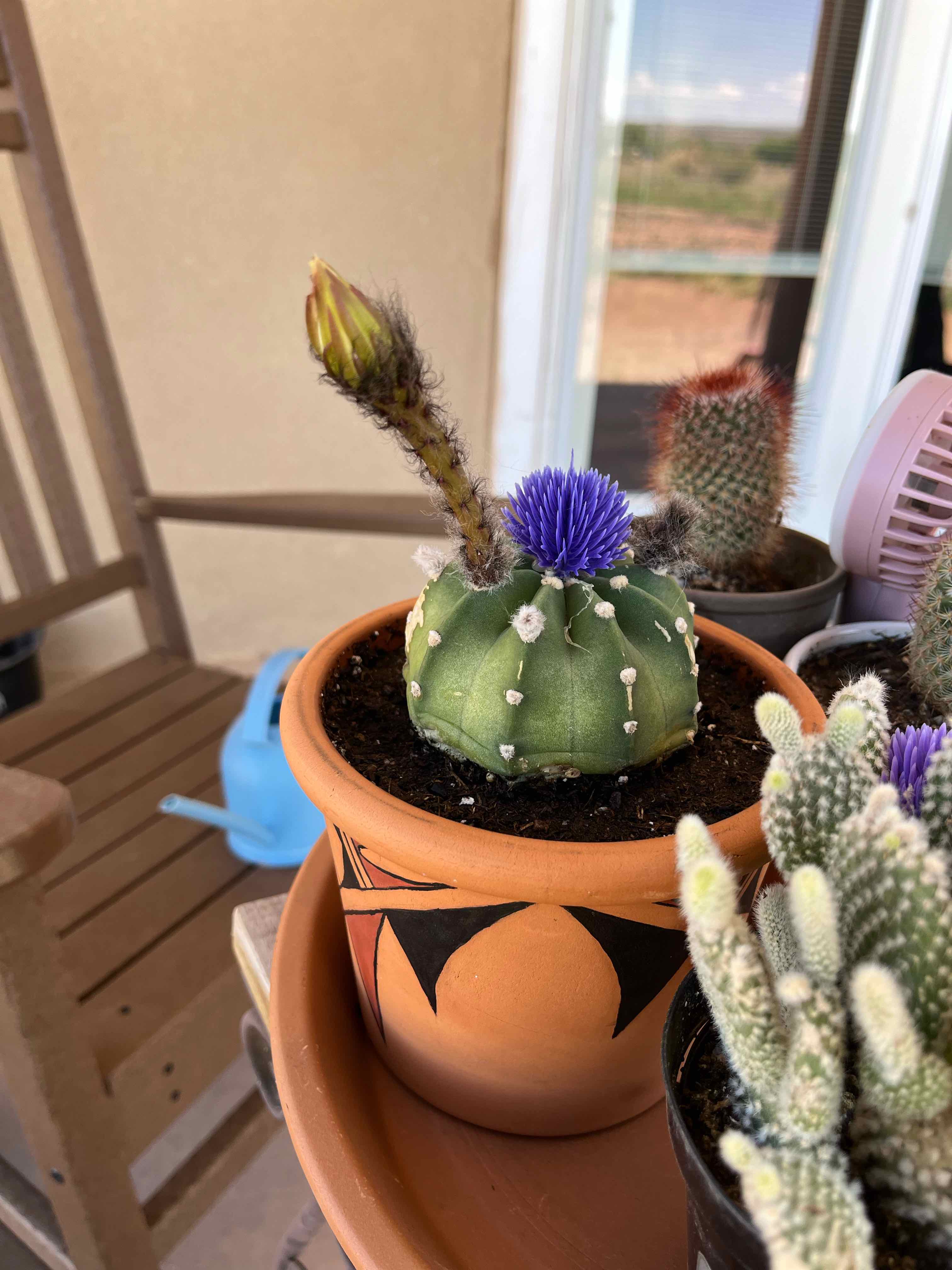 Sand Dollar Cactus in a pot with a purple flower, soil visible, well-framed and in focus.