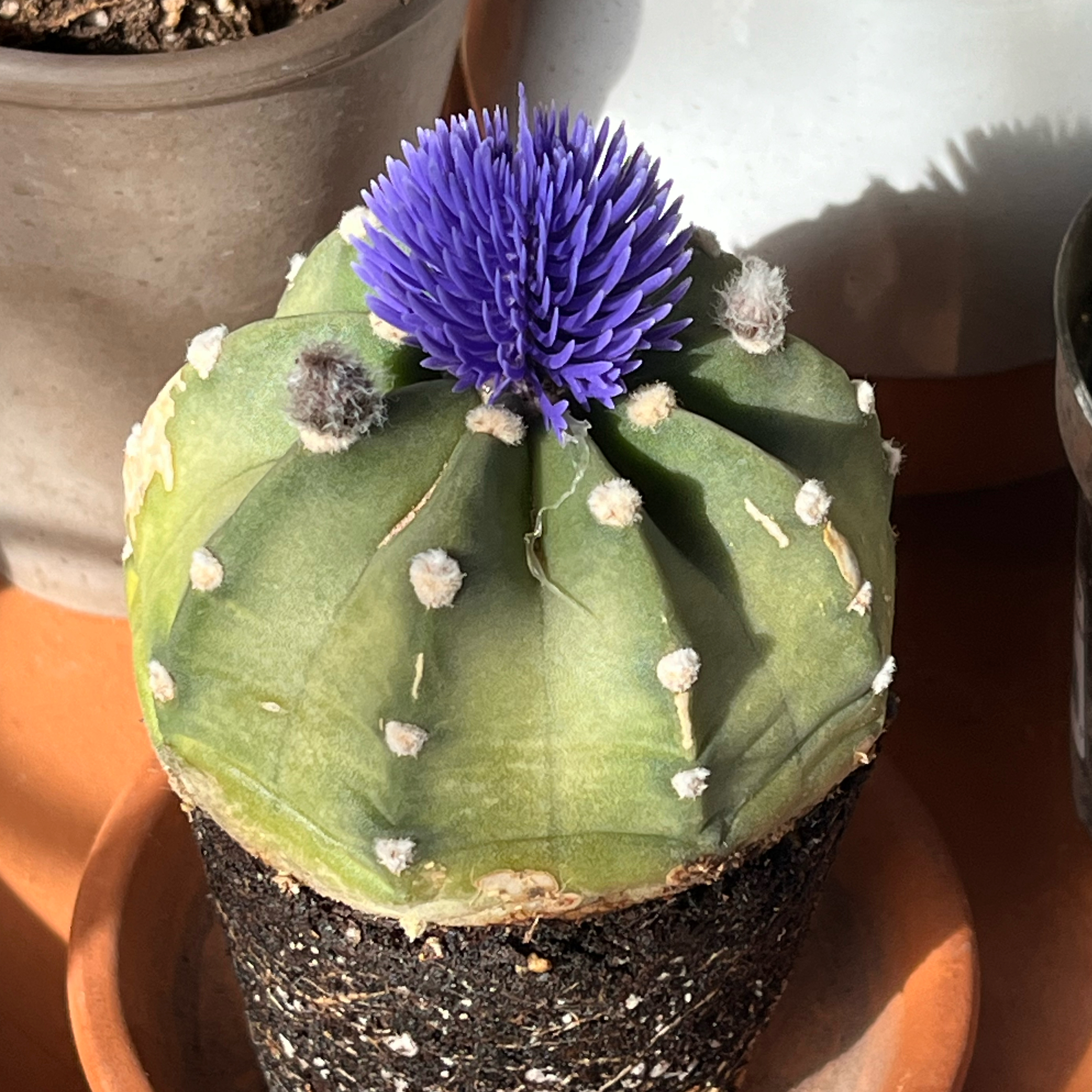 Sand Dollar Cactus with a purple flower, healthy and well-framed.