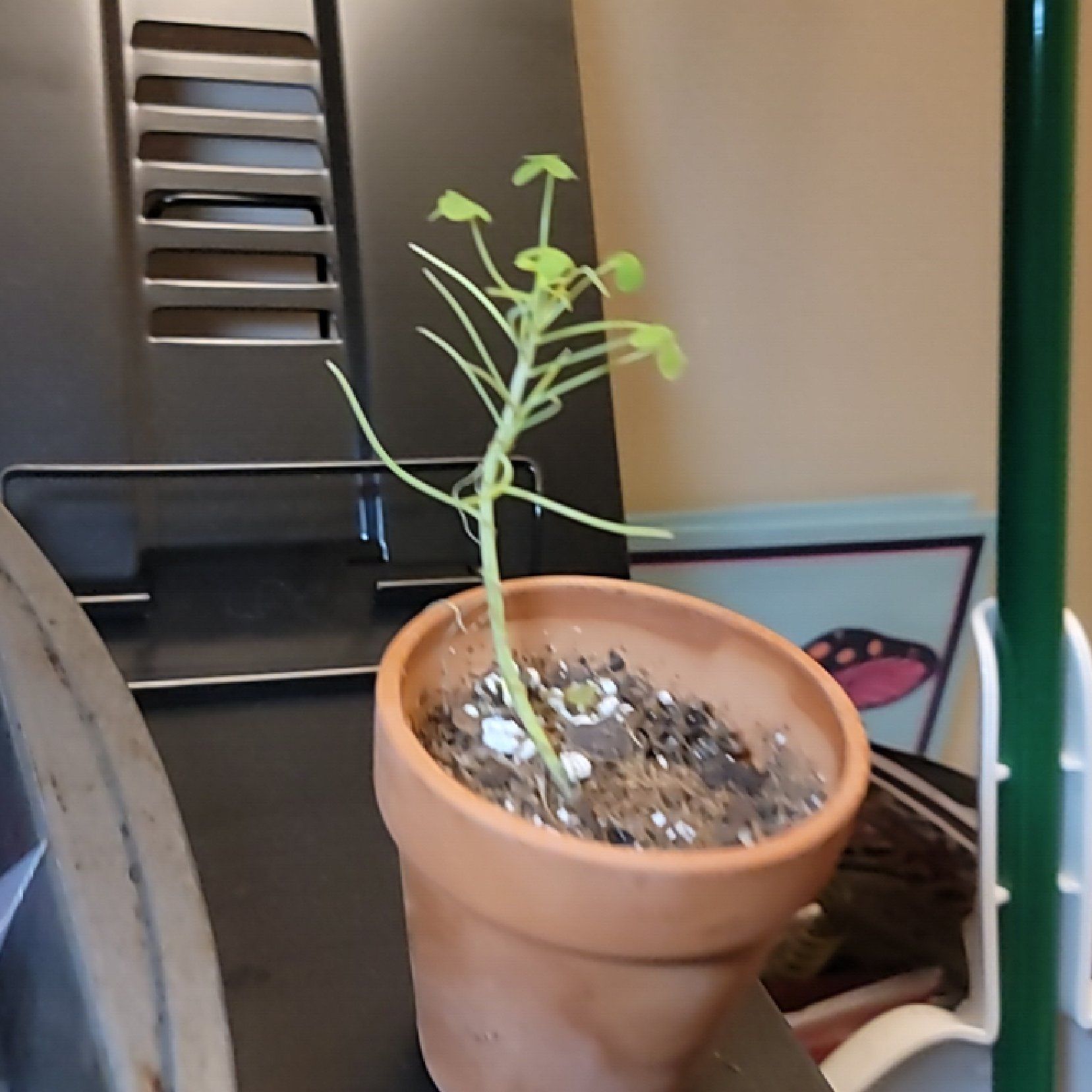 Photo of the plant species Oxalis herrerae by @UltraShingleoak named Curie on Greg, the plant care app