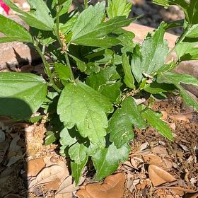 Photo of the plant species Rose of Sharon 'Paraplu Violet' by @NovelHemlock named Robert Plant on Greg, the plant care app