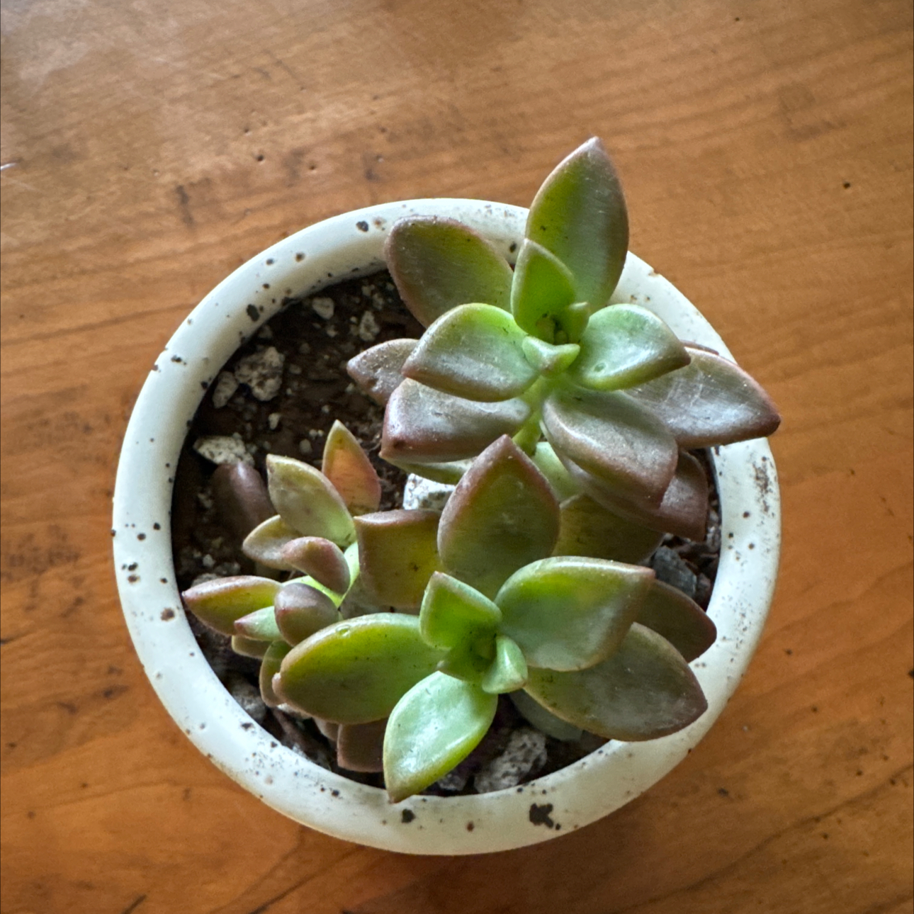 Photo of the plant species Aspen Glow Sedum by @JubilantTearose named Keanu Leaves on Greg, the plant care app