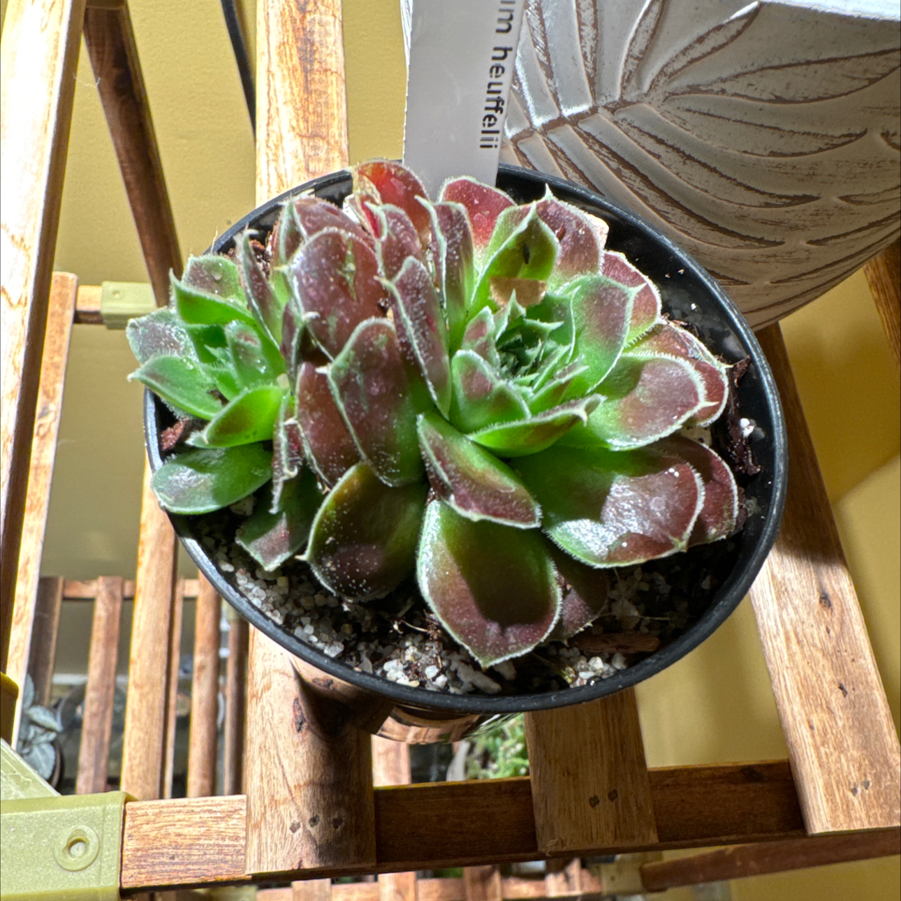 Photo of the plant species Chicks Irene by @JubilantTearose named Figyonce on Greg, the plant care app