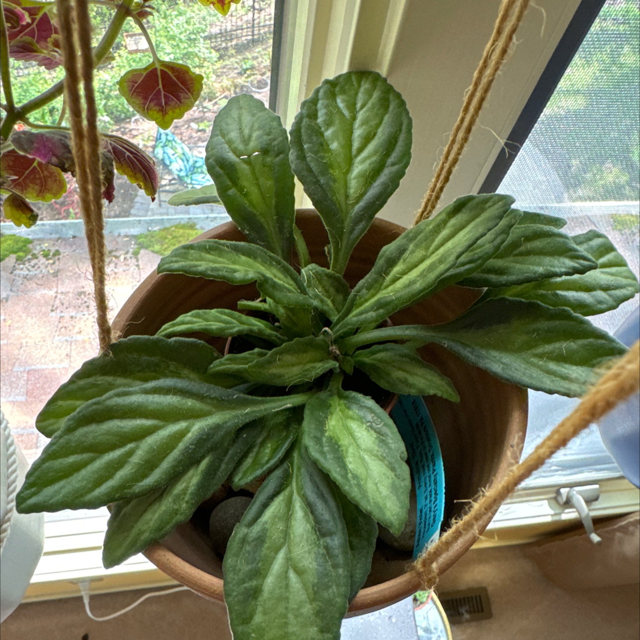 Photo of the plant species asian violet deco by @JubilantTearose named Cleopatra on Greg, the plant care app