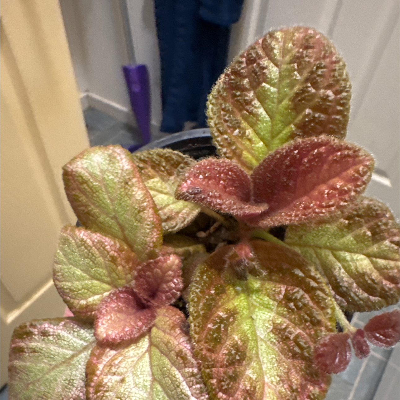 Photo of the plant species Flame Violet Silver Pinky by @JubilantTearose named Winston on Greg, the plant care app