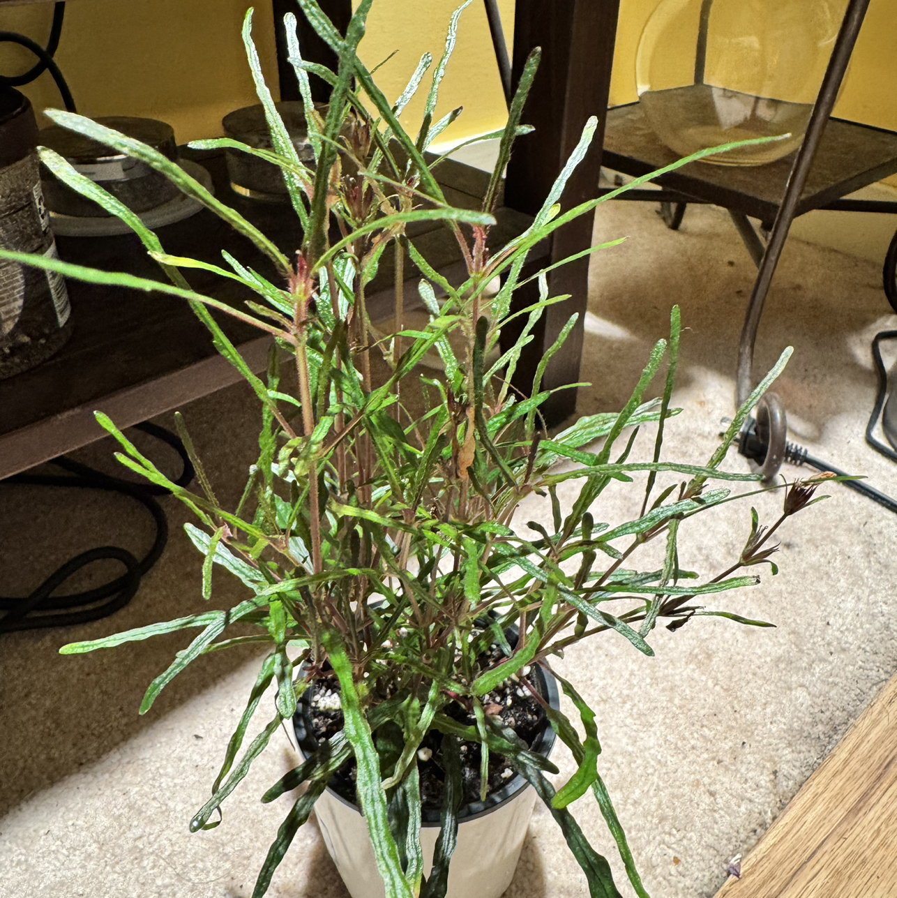 Photo of the plant species Dragon's Tongue by @JubilantTearose named Darwin on Greg, the plant care app