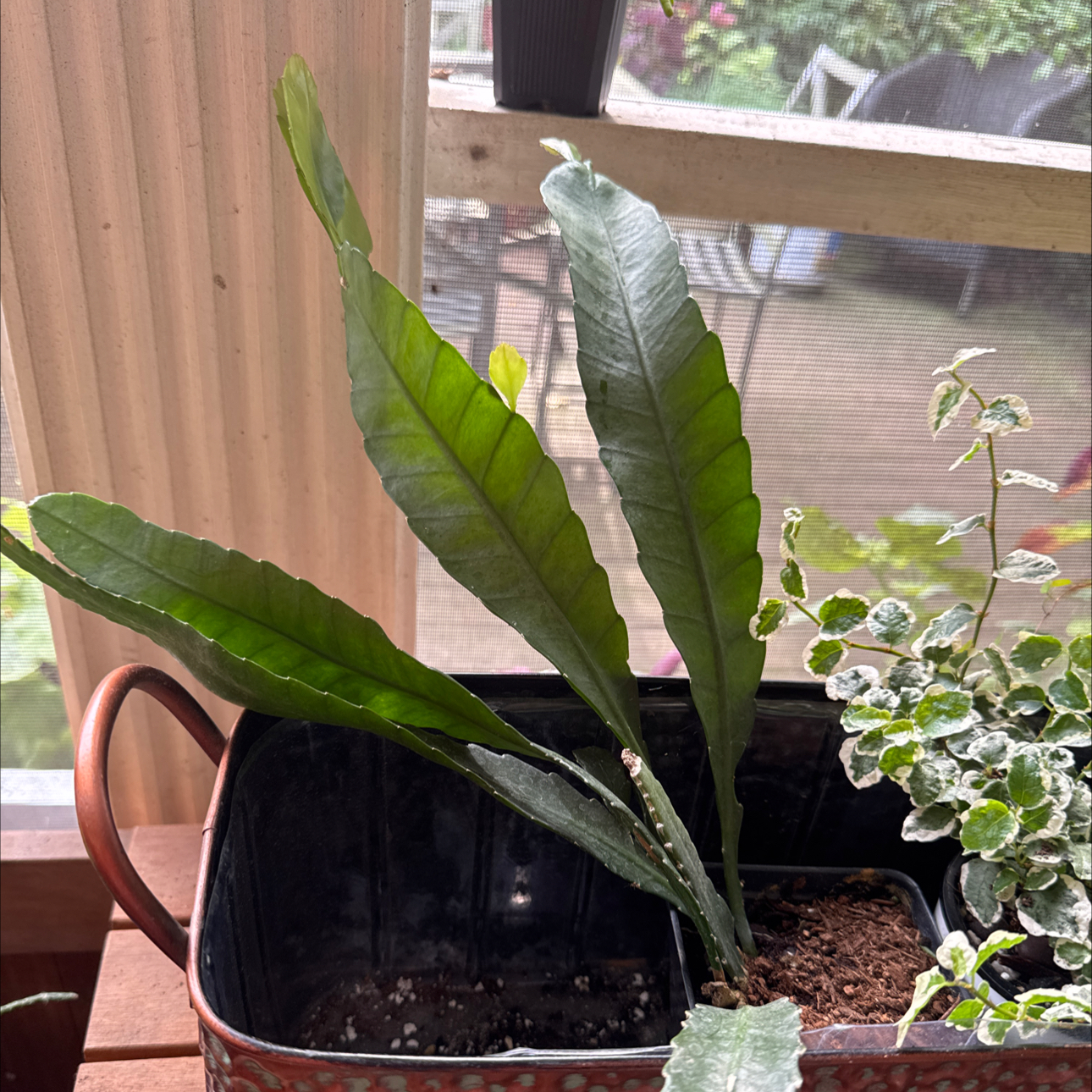 Photo of the plant species Pseudorphipsalis 'Blue Flame' by @JubilantTearose named Curie on Greg, the plant care app