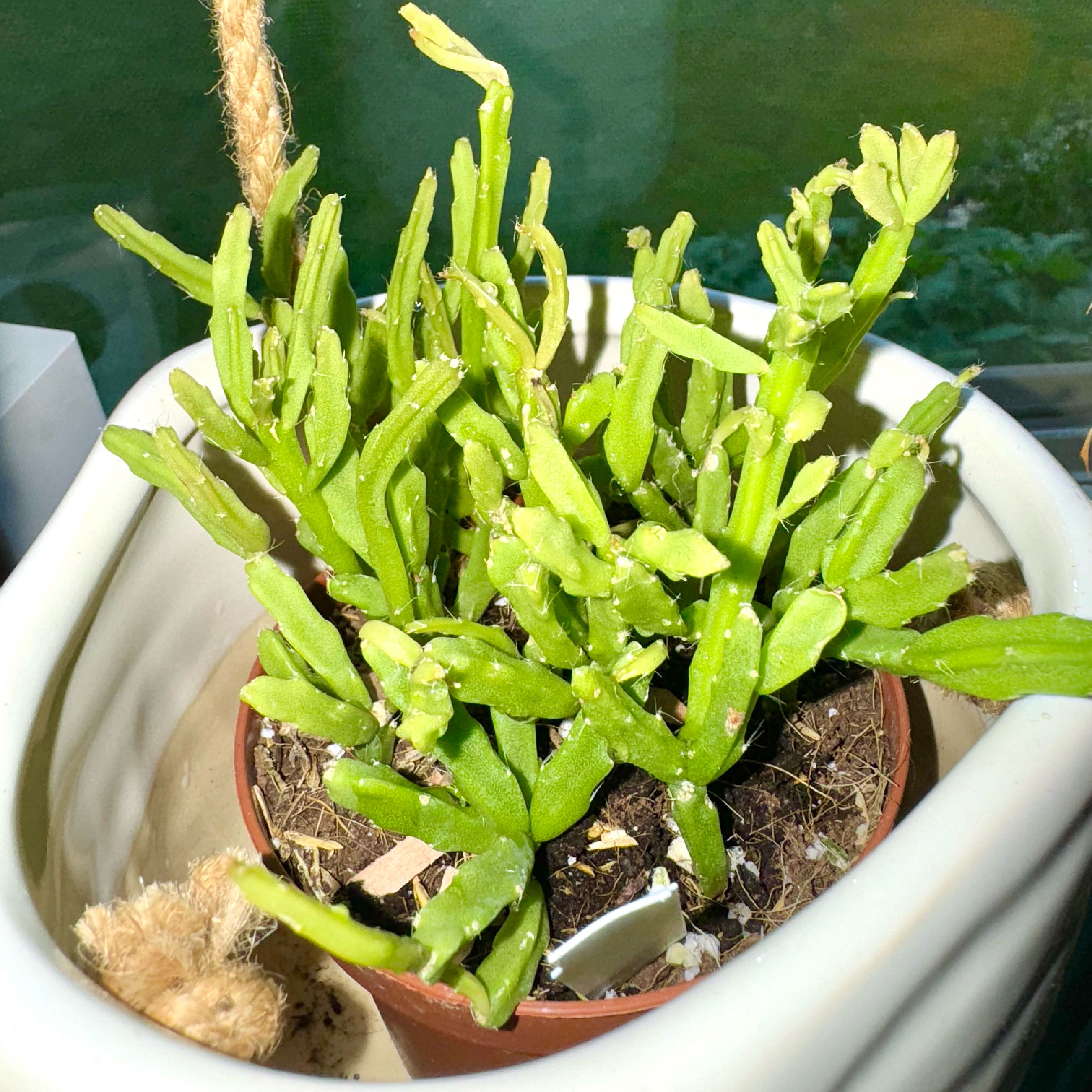 Photo of the plant species Mistletoe Cactus by @JubilantTearose named Bella on Greg, the plant care app