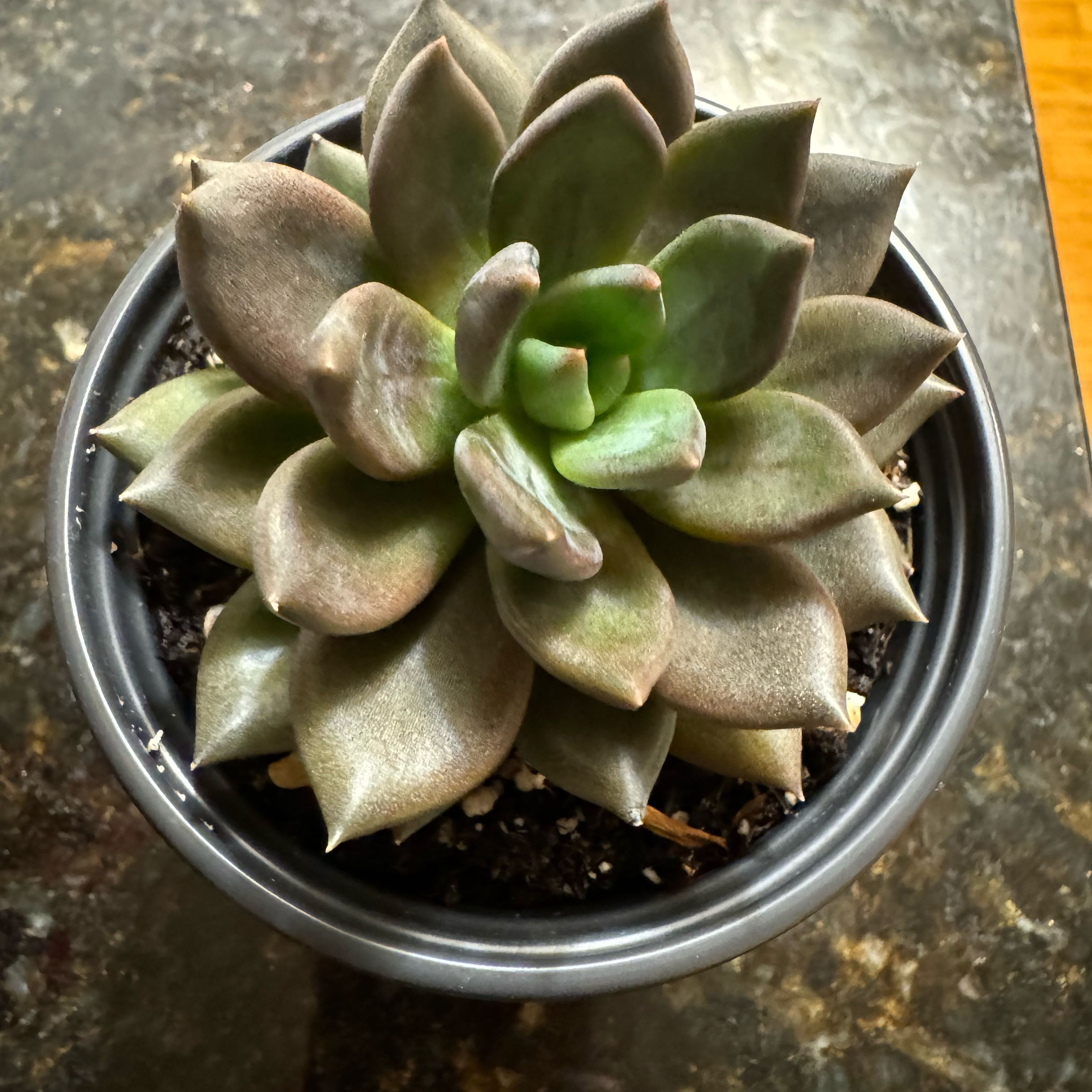 Photo of the plant species Black Mamba Echeveria by @JubilantTearose named Harry on Greg, the plant care app
