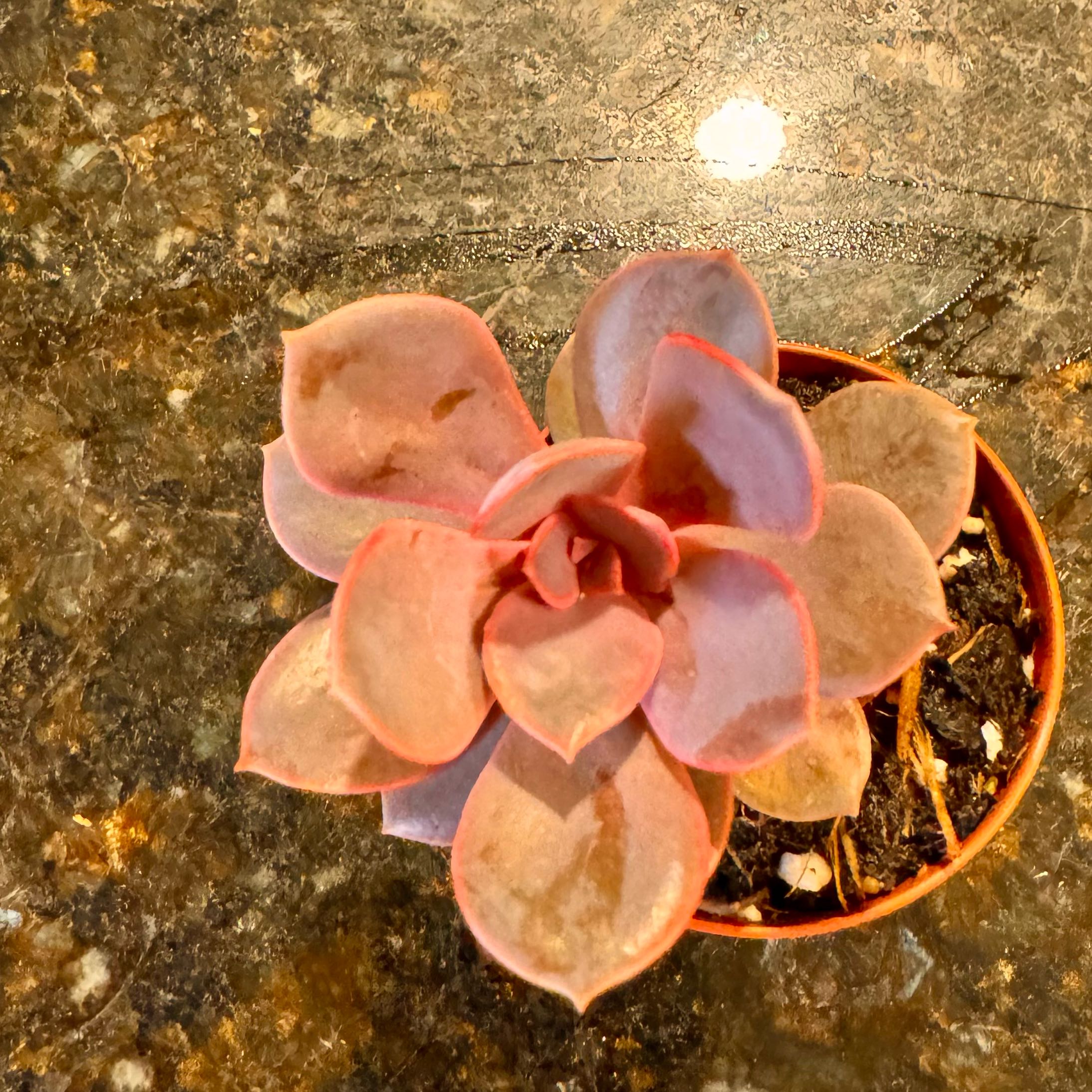 Photo of the plant species Linn Echeveria by @JubilantTearose named Athena on Greg, the plant care app