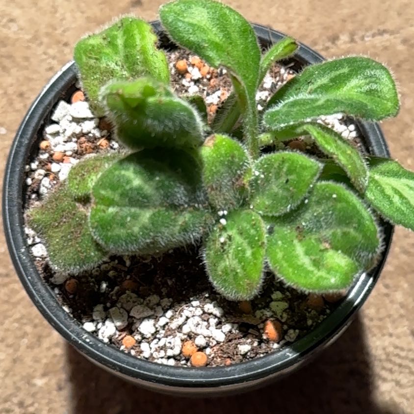 Photo of the plant species Asian Violet Summer Song by @JubilantTearose named Daphne on Greg, the plant care app