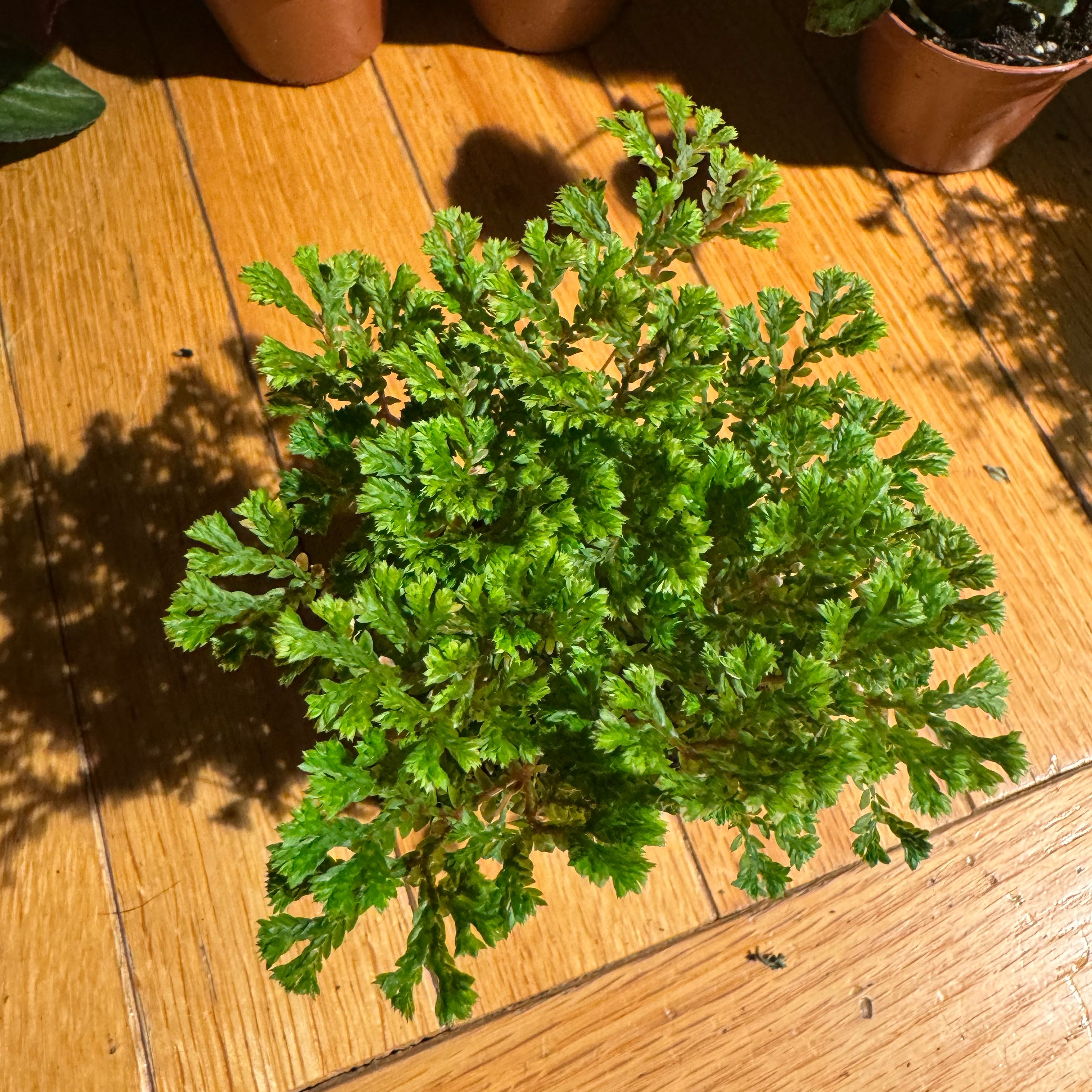 Photo of the plant species Emily Spike Moss by @JubilantTearose named Emily on Greg, the plant care app