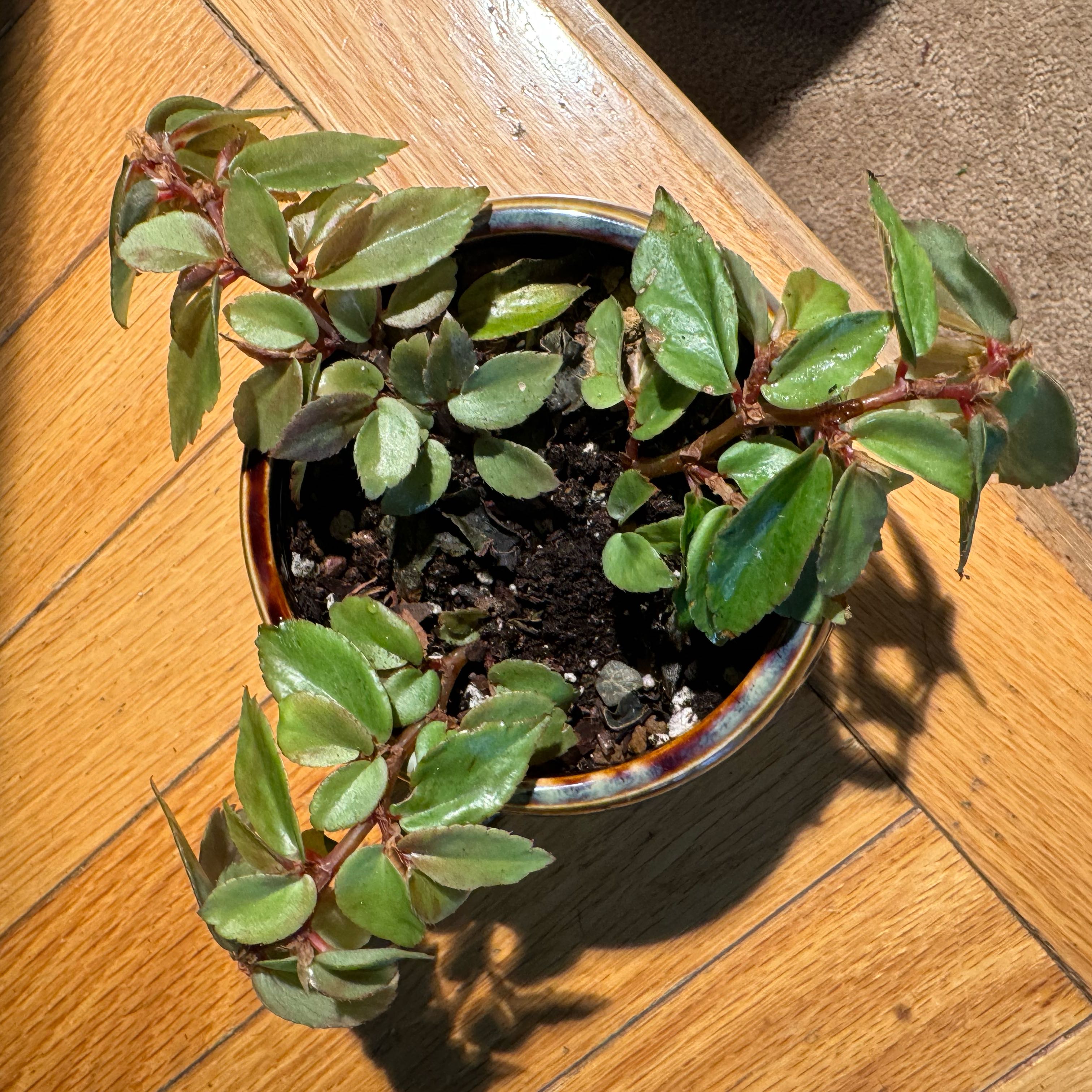 Photo of the plant species Begonia foliosa by @JubilantTearose named Tiny Jim on Greg, the plant care app