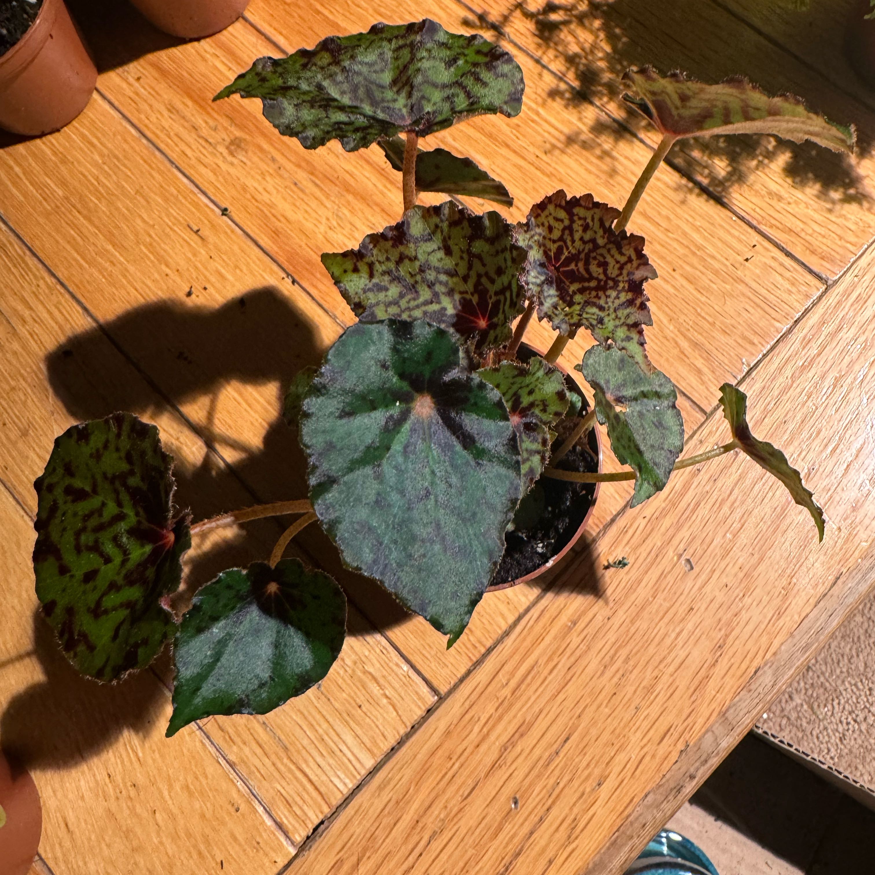Plant care for Escargot Begonia on Greg, the plant care app