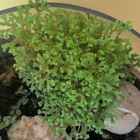 Photo of the plant species Avatar Spike Moss by @JubilantTearose named Curie on Greg, the plant care app