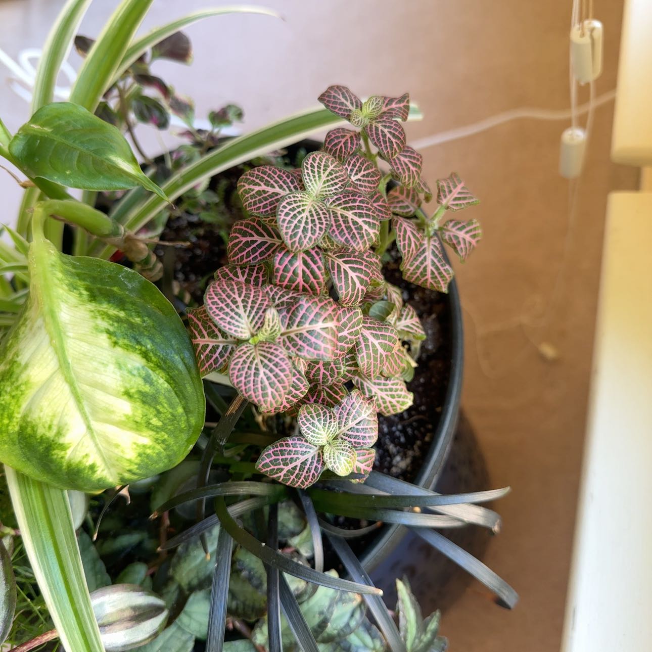 Photo of the plant species Nerve Plant by @JubilantTearose named Sanders on Greg, the plant care app