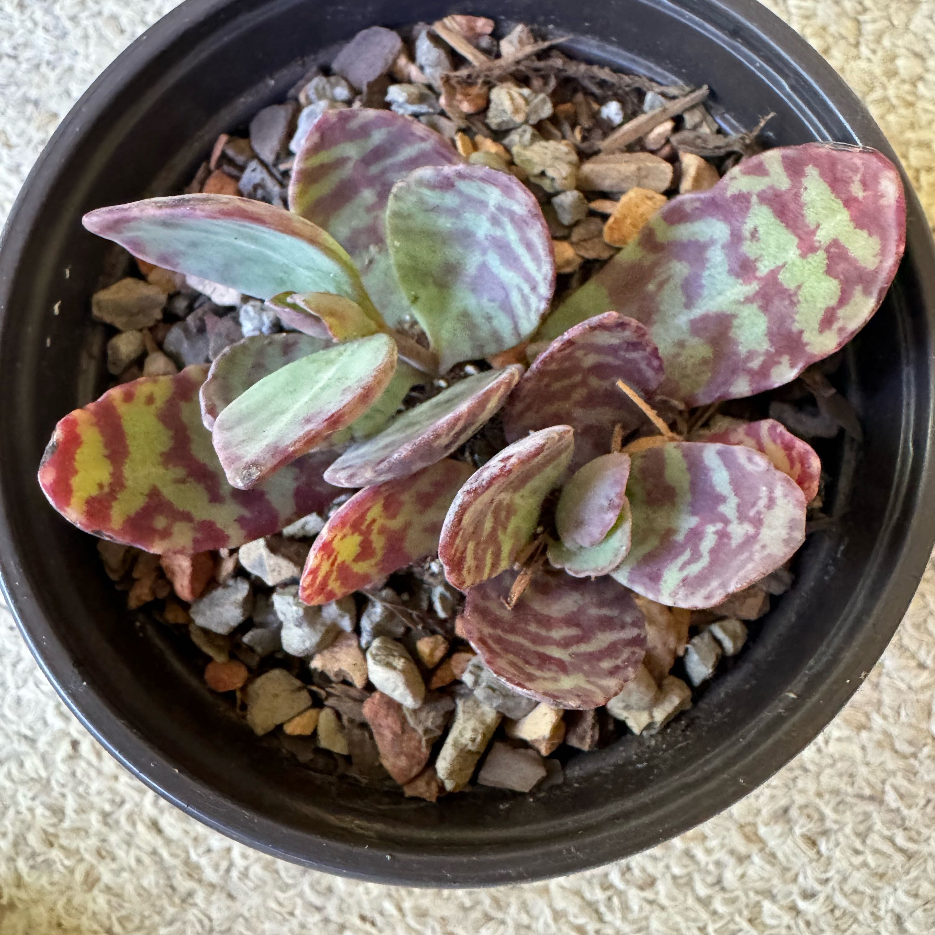Penwiper Plant in a black pot with rocky soil, showing broad, patterned leaves.