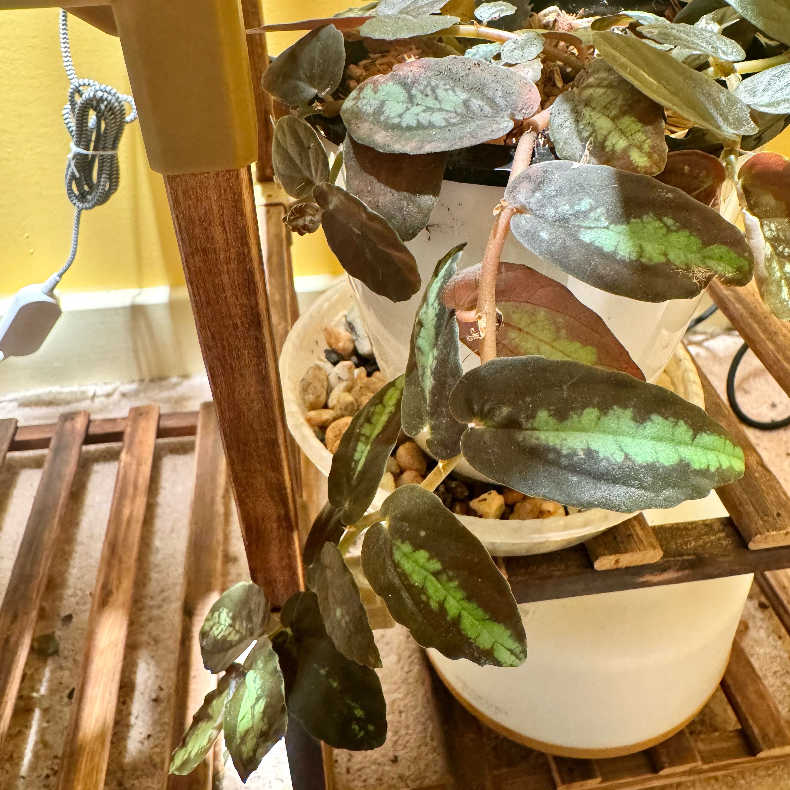 Photo of the plant species Pellonia Repens by @JubilantTearose named Eva on Greg, the plant care app