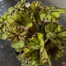 Photo of the plant species Begonia Tiger Paws by @JubilantTearose named Michelle Branch on Greg, the plant care app