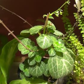 Photo of the plant species Plectranthus 'Emerald Lace' by @JubilantTearose named Aria on Greg, the plant care app