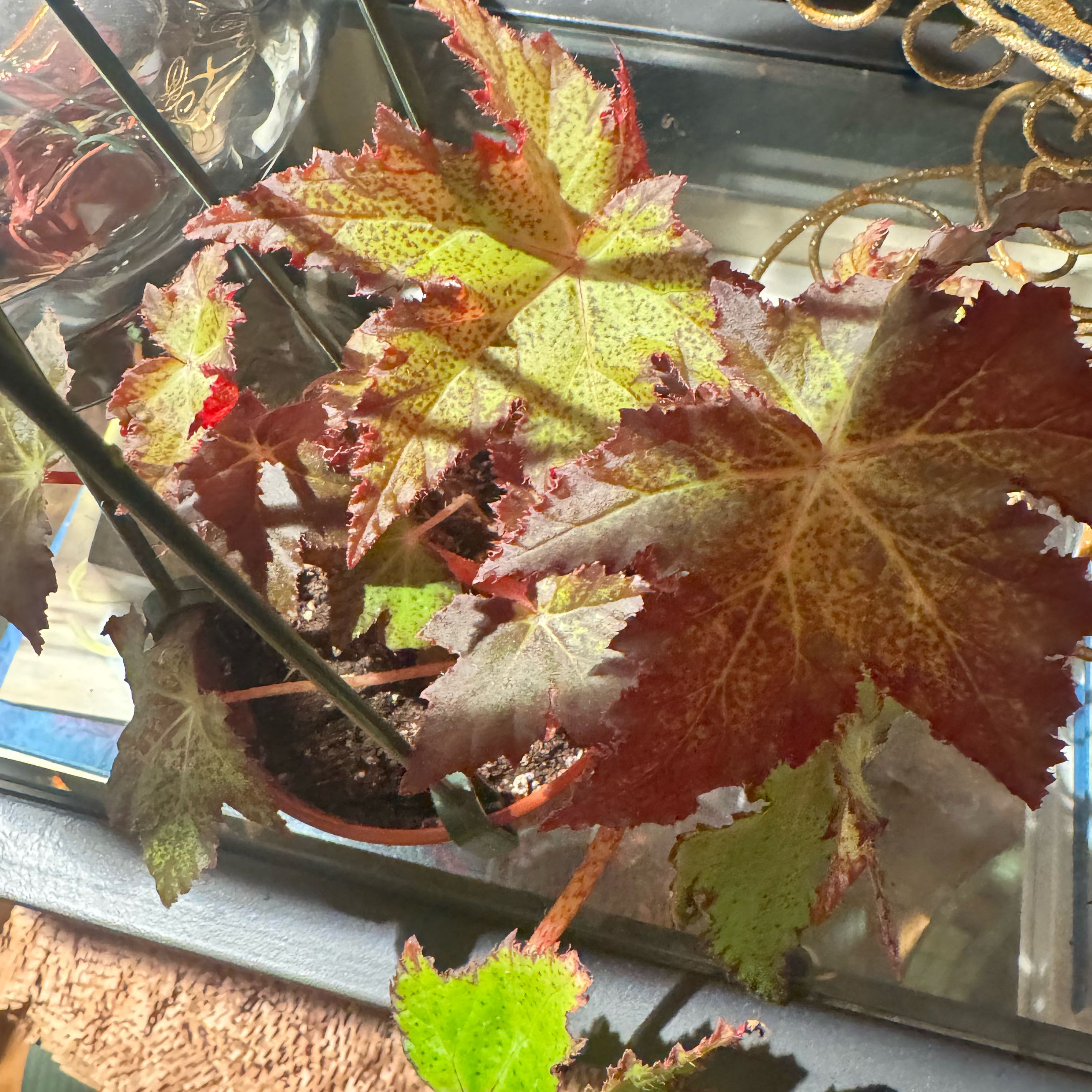 Photo of the plant species Eyelash Begonia by @JubilantTearose named Xena on Greg, the plant care app