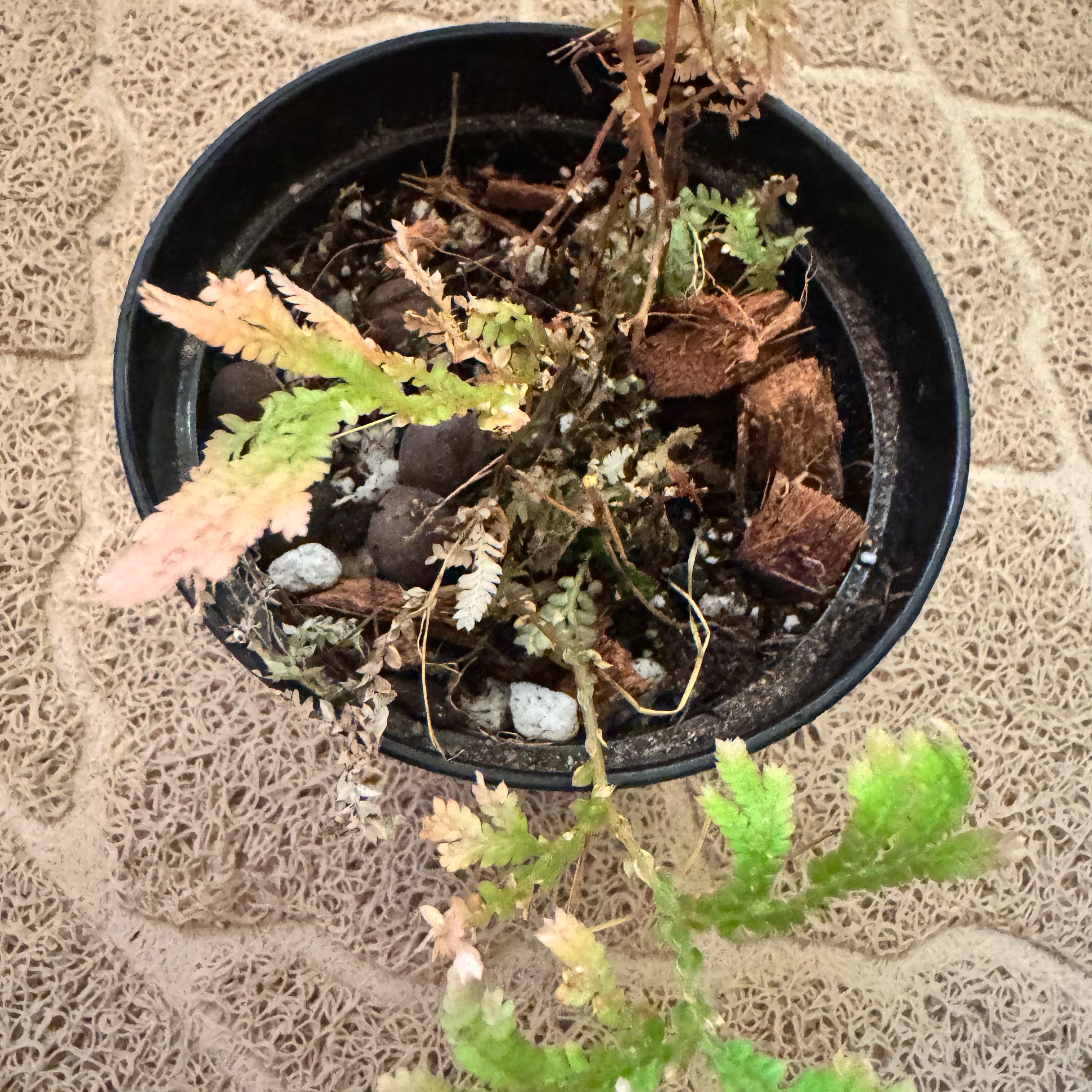 Photo of the plant species Wallace's Spikemoss by @JubilantTearose named Morgan Treeman on Greg, the plant care app