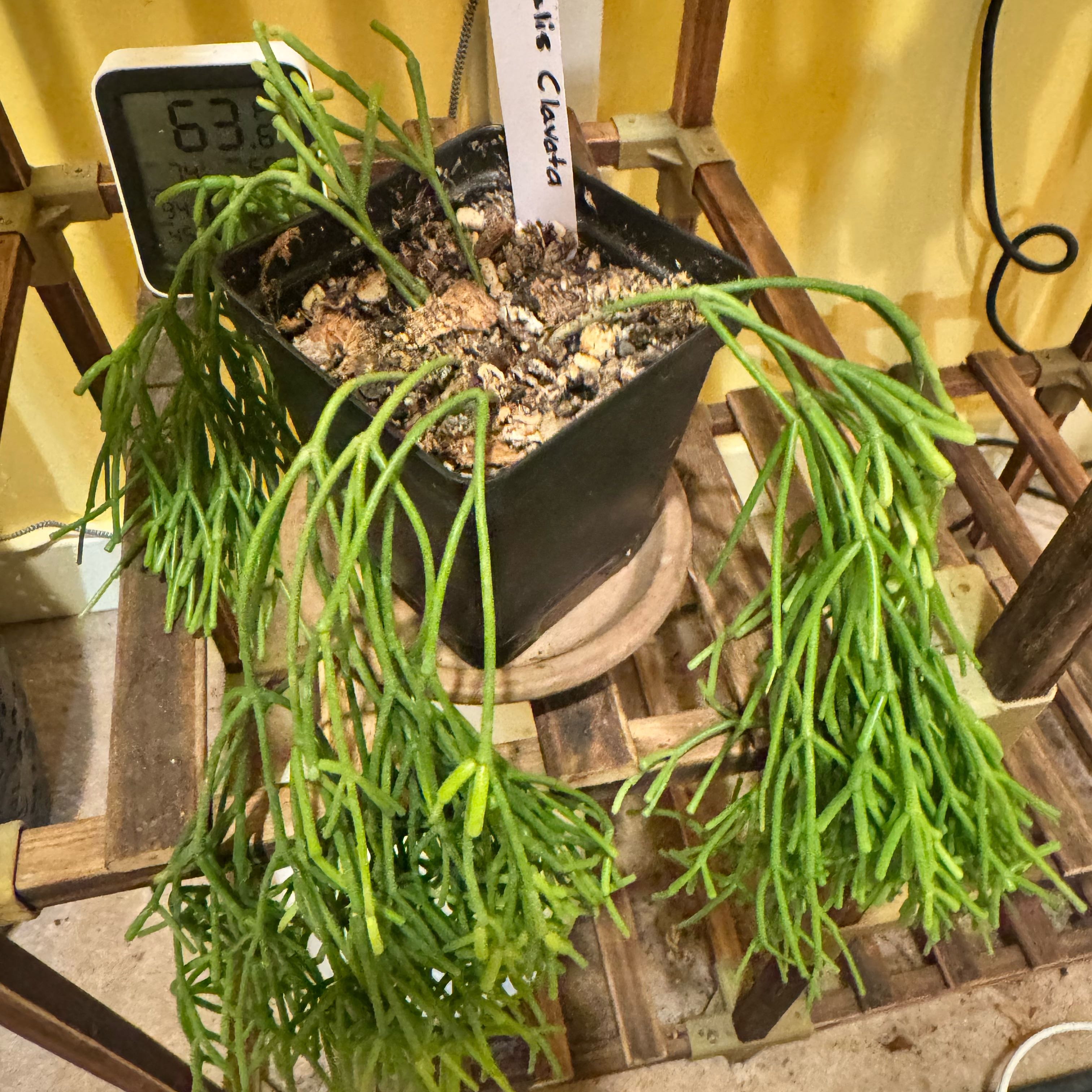Photo of the plant species Rhipsalis clavata by @JubilantTearose named Girlfrond on Greg, the plant care app
