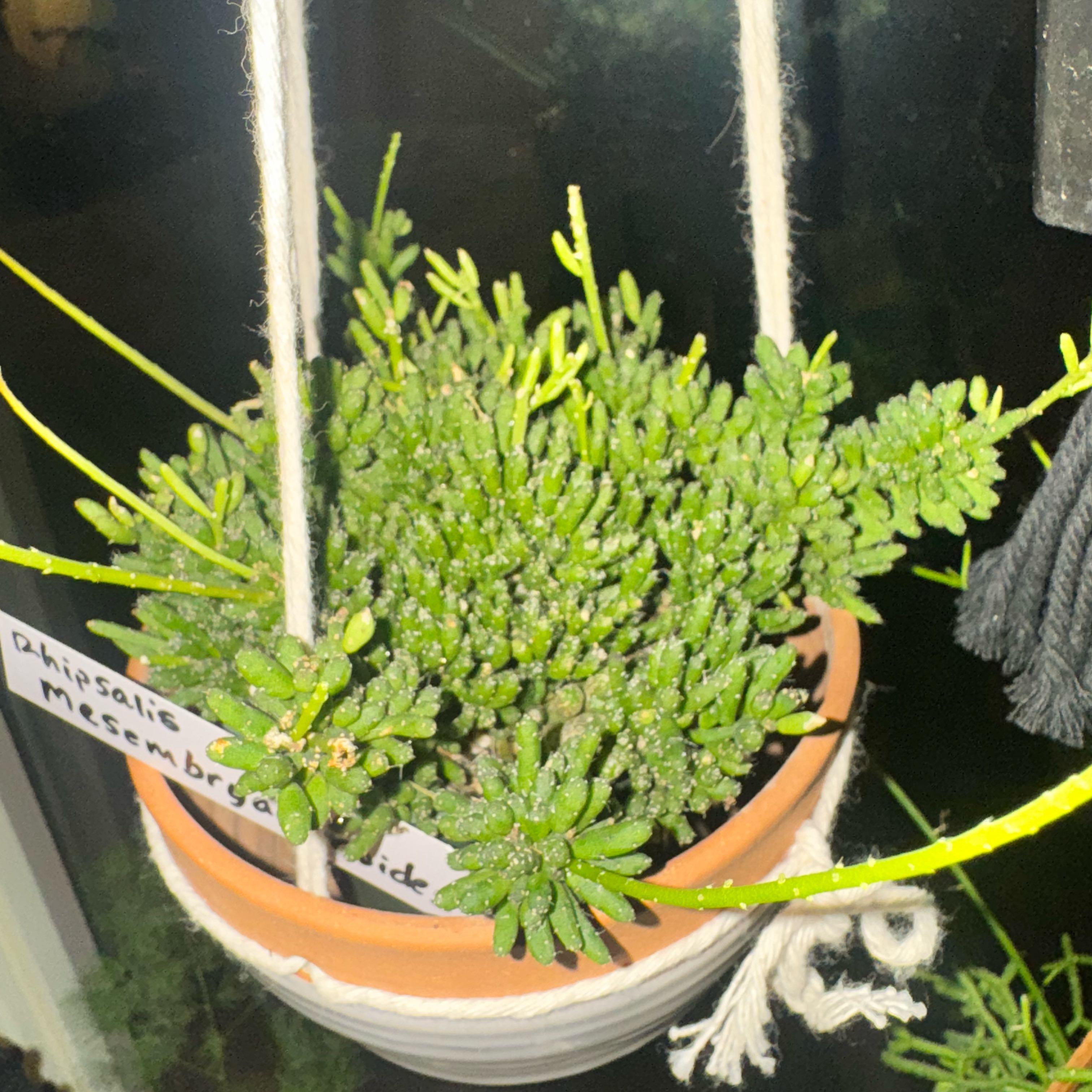 Photo of the plant species rhipsalis by @JubilantTearose named Marley on Greg, the plant care app