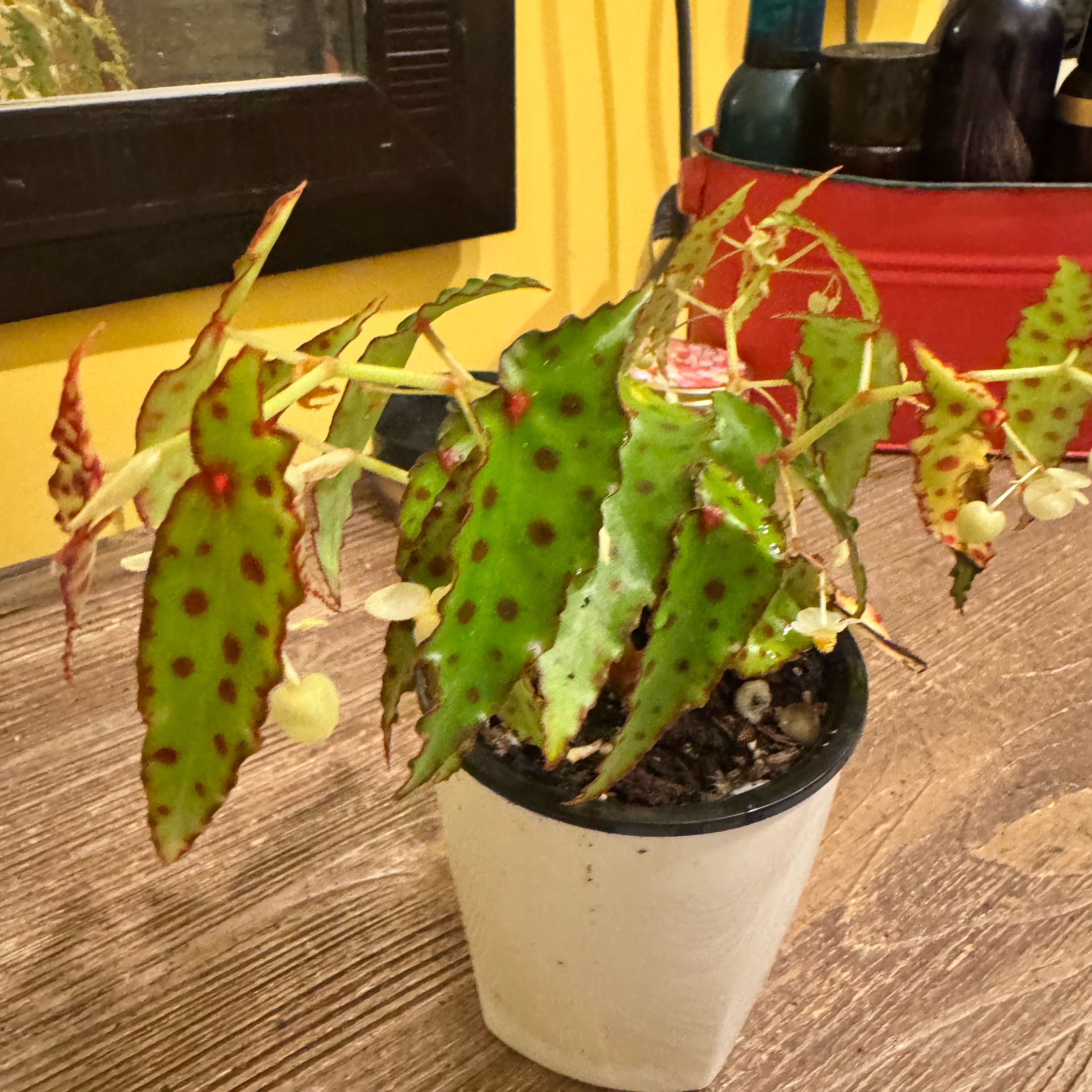 Photo of the plant species Begonia amphioxus by @JubilantTearose named Messi on Greg, the plant care app