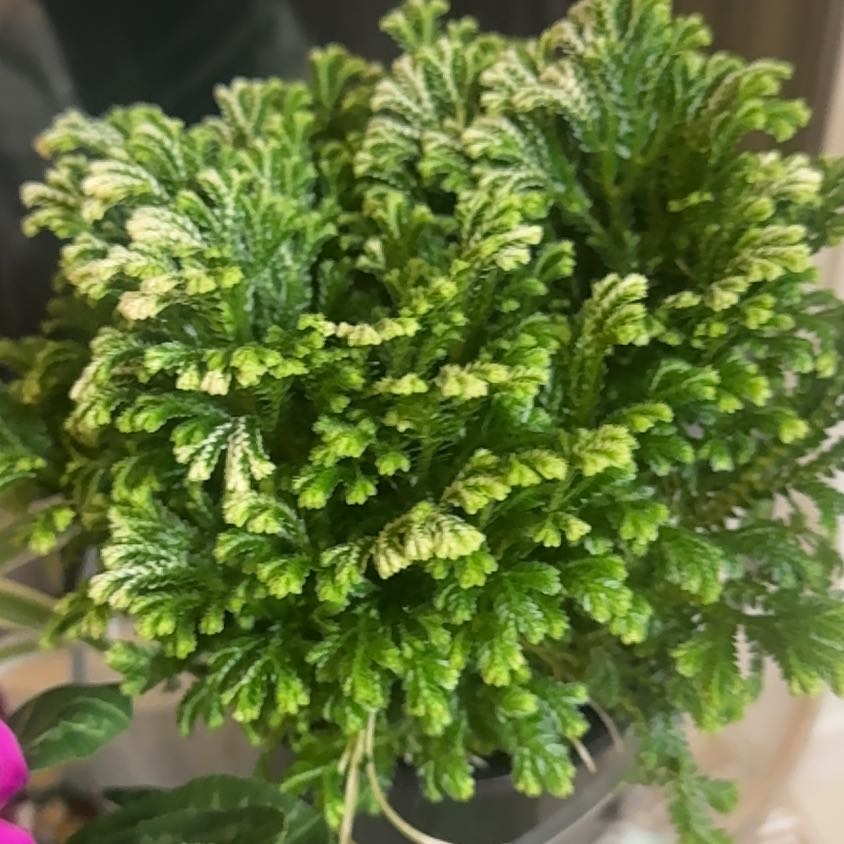 Photo of the plant species frosty fern by @JubilantTearose named Denali on Greg, the plant care app