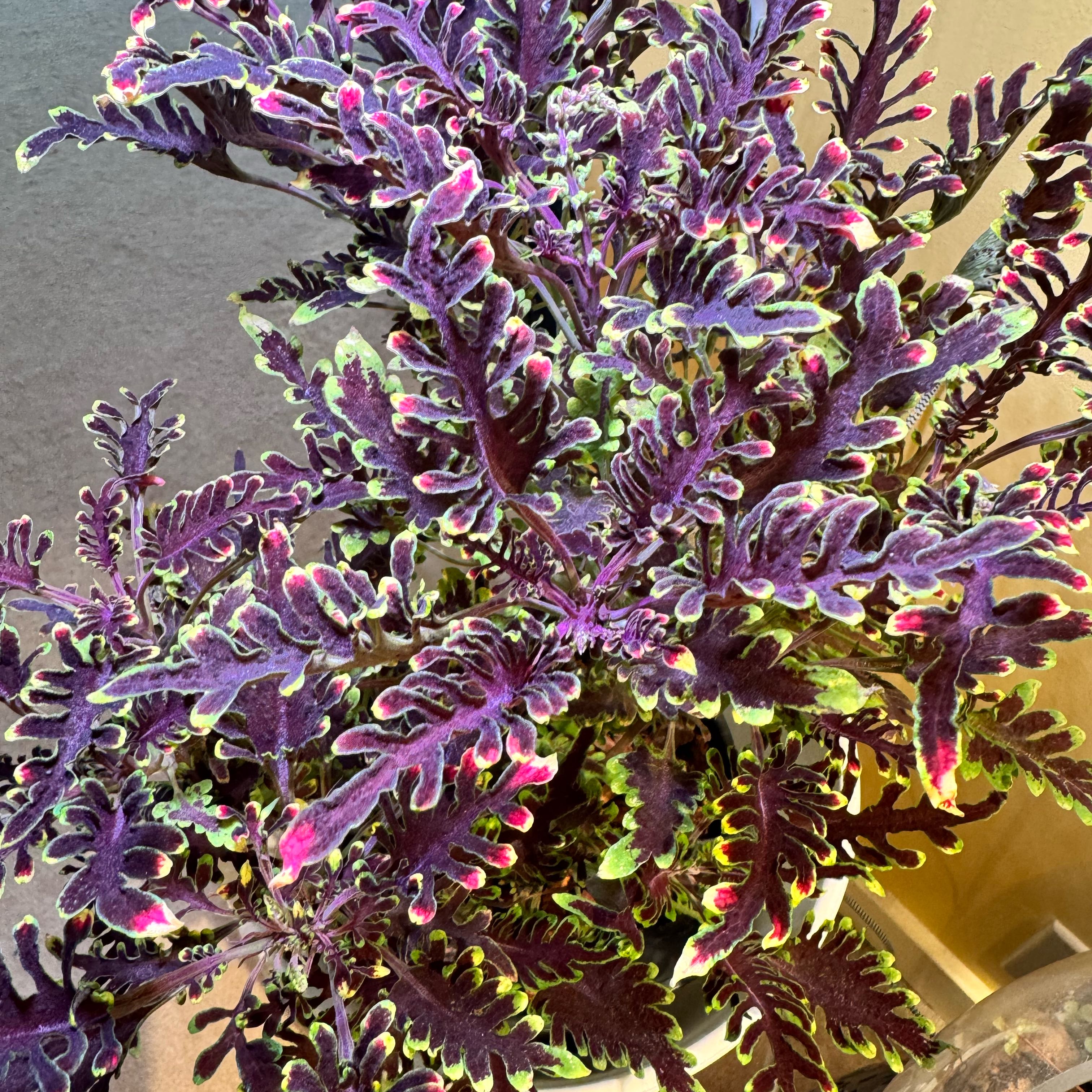 Photo of the plant species Coleus 'Kiwi Fern' by @JubilantTearose named Bodhi on Greg, the plant care app
