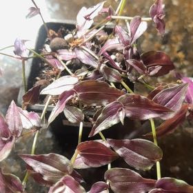 Photo of the plant species purple bridal veil by @JubilantTearose named Apollo on Greg, the plant care app