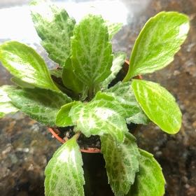 Photo of the plant species the dark one by @JubilantTearose named Sonora on Greg, the plant care app