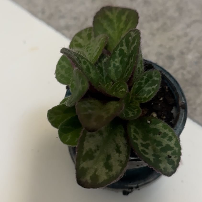 Photo of the plant species diane marie by @JubilantTearose named Forrest on Greg, the plant care app
